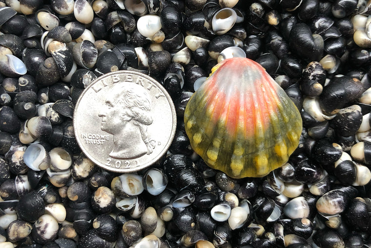 2003 Single Sunrise Shell