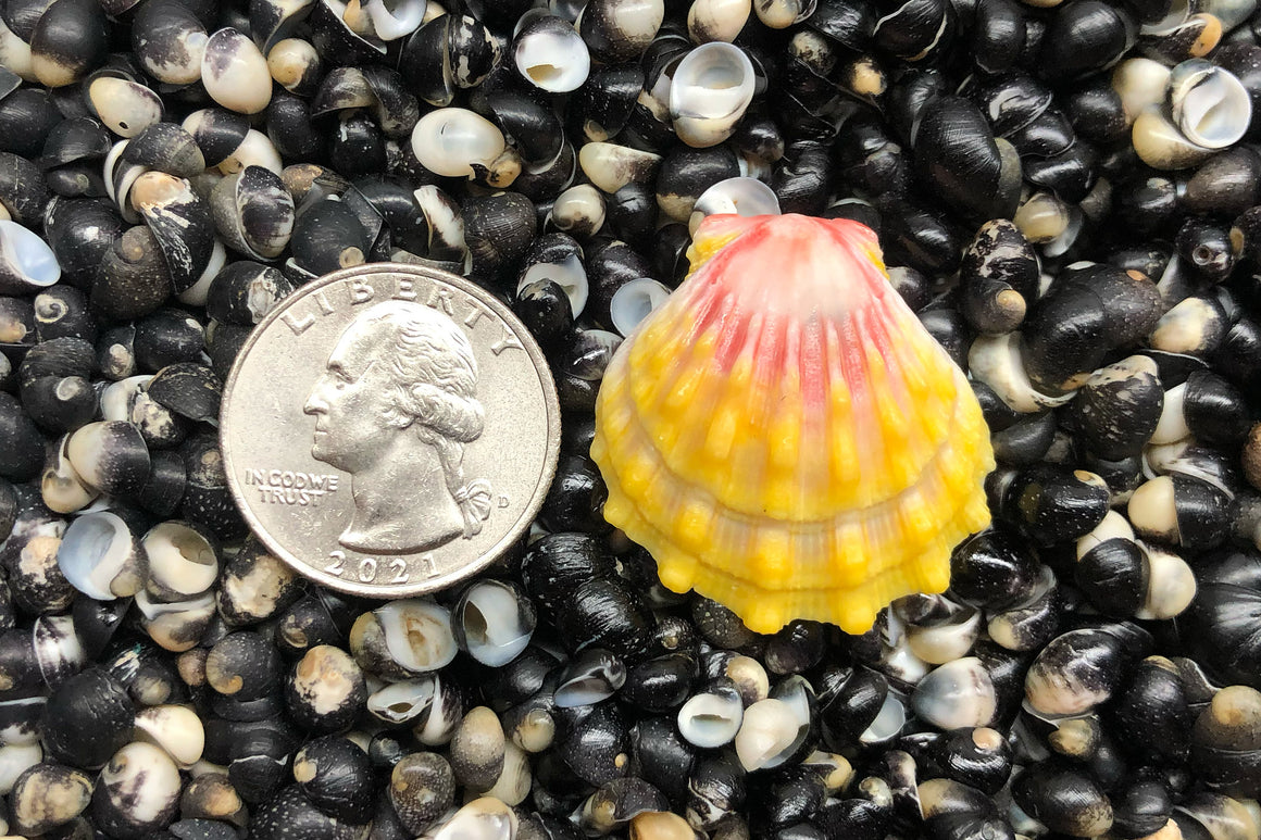 2018 Single Sunrise Shell