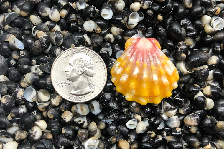 2019 Single Sunrise Shell