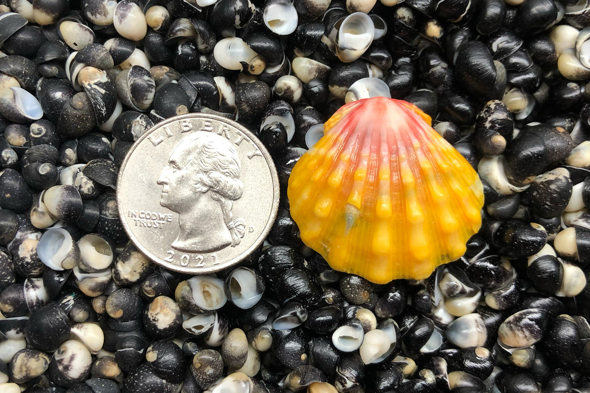 2020 Single Sunrise Shell