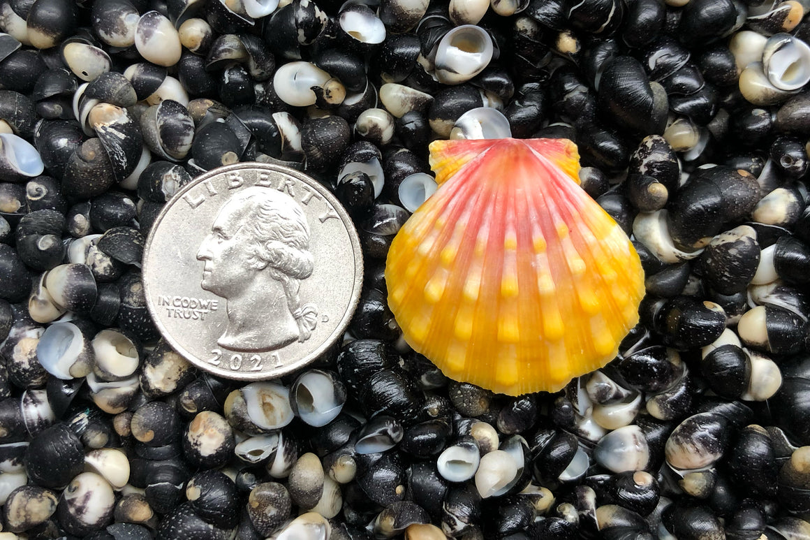 2021 Single Sunrise Shell