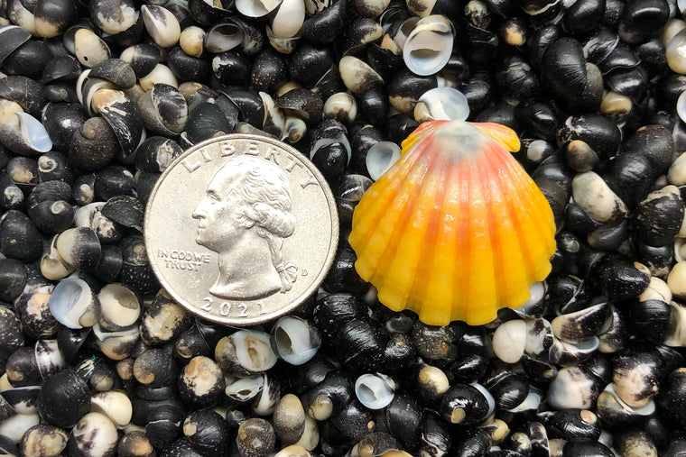 2091 Single Sunrise Shell