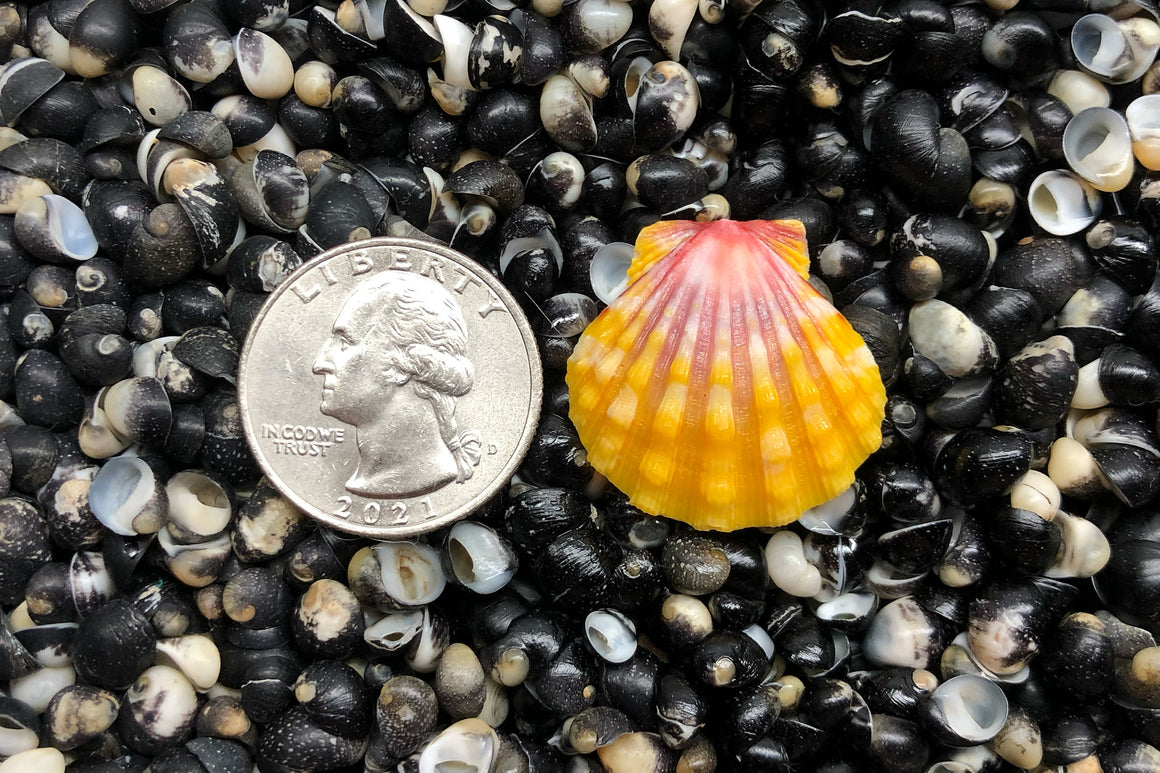 2160 Single Sunrise Shell