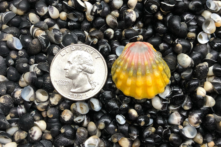 2172 Single Sunrise Shell