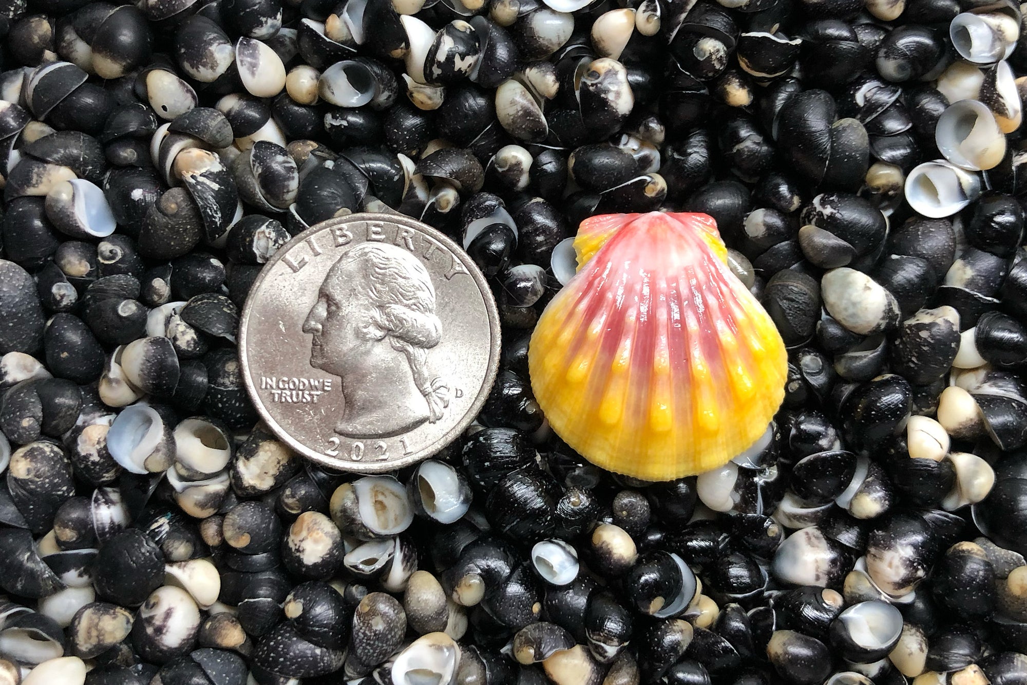 2184 Single Sunrise Shell