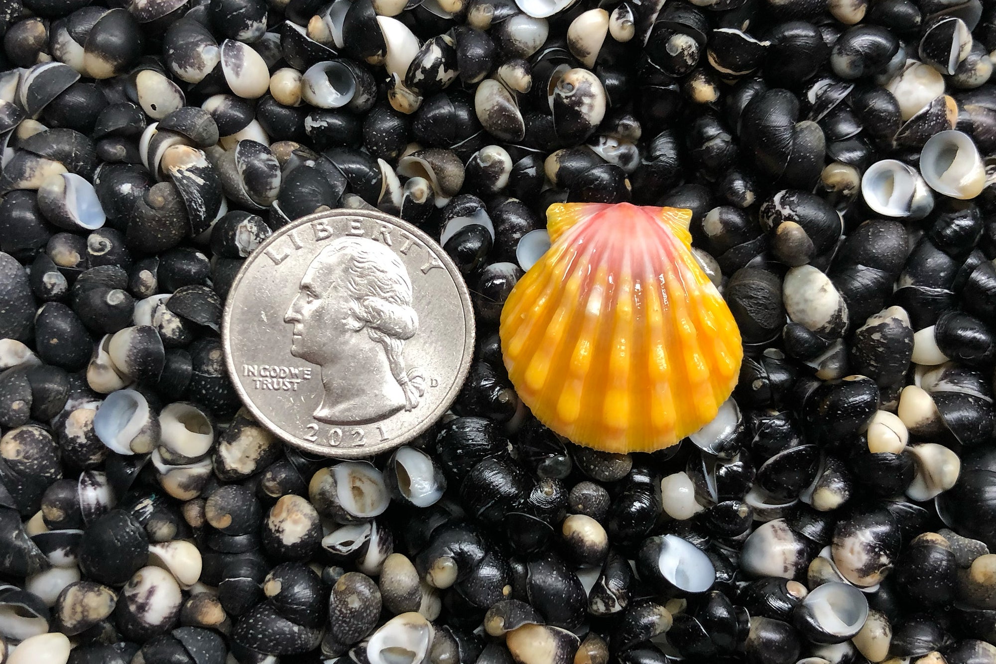 2199 Single Sunrise Shell