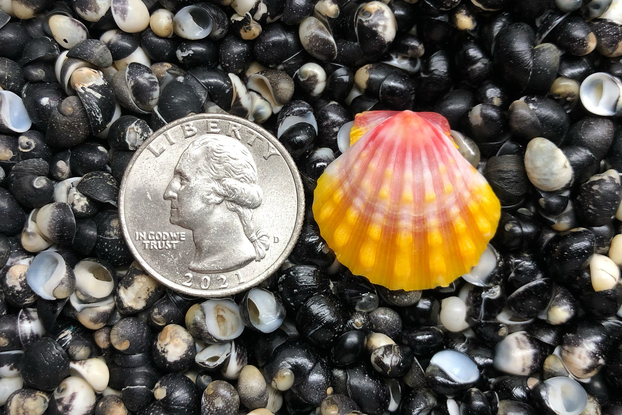 2235 Single Sunrise Shell