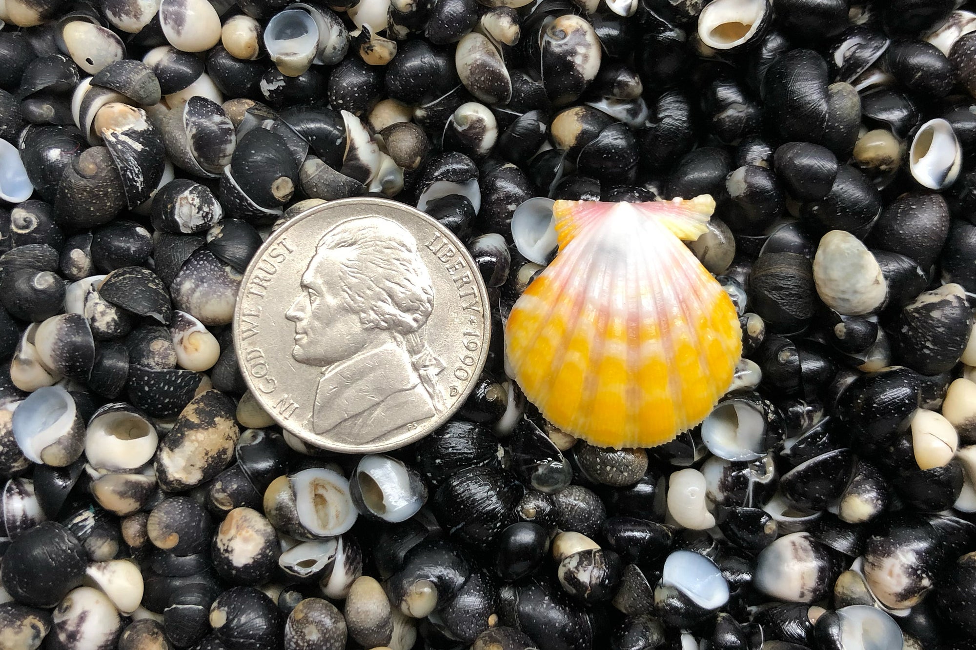 2257 Single Sunrise Shell