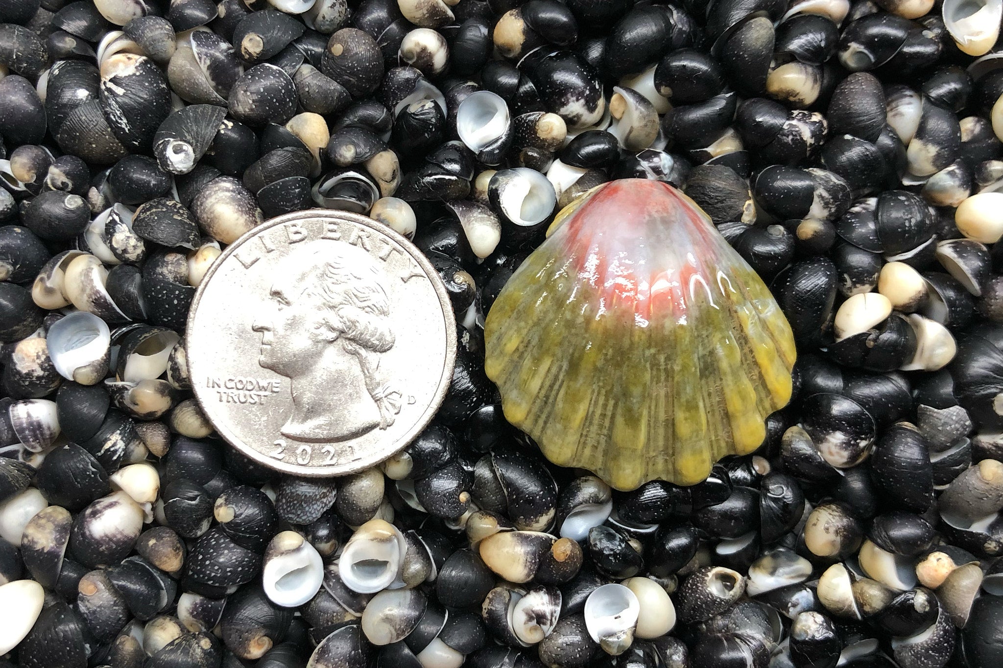 サンライズシェル 2263 Single Sunrise Shell - Sunrise Shells Wholesale