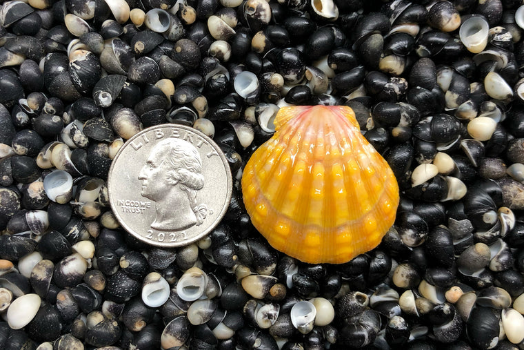 2264 Single Sunrise Shell