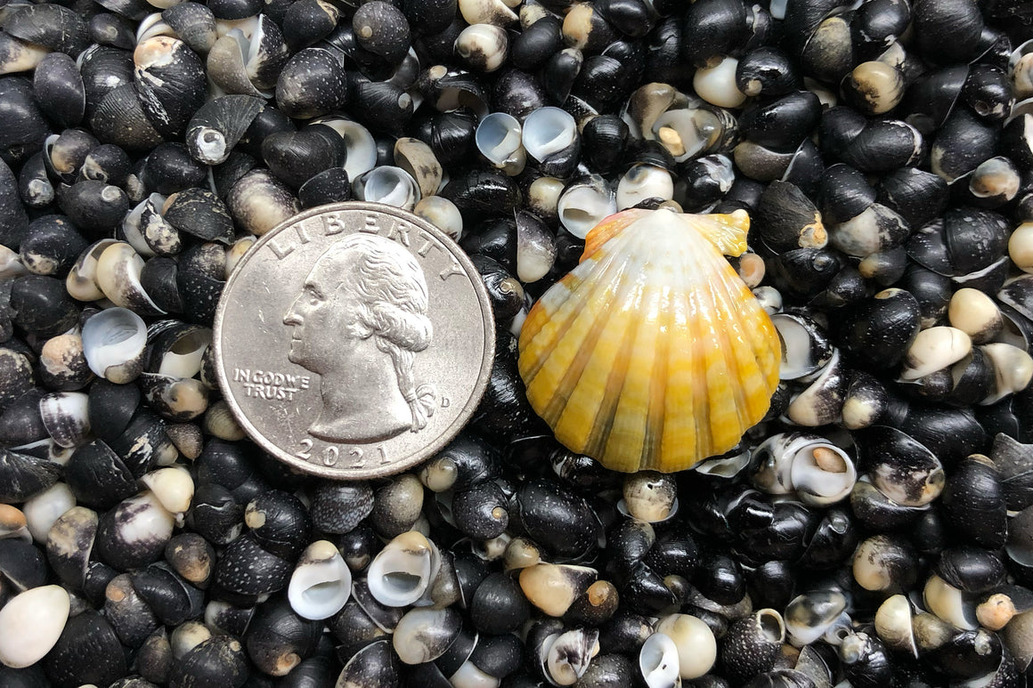 2351 Single Sunrise Shell
