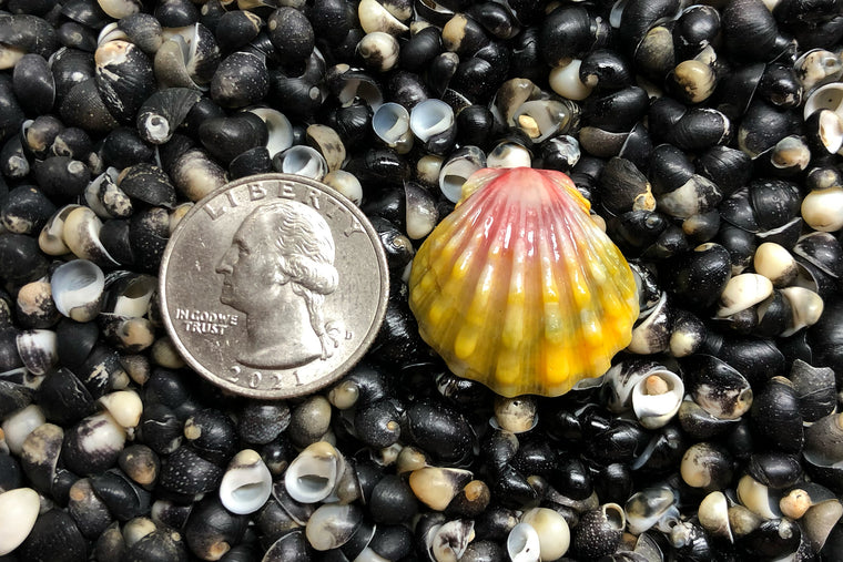 2355 Single Sunrise Shell