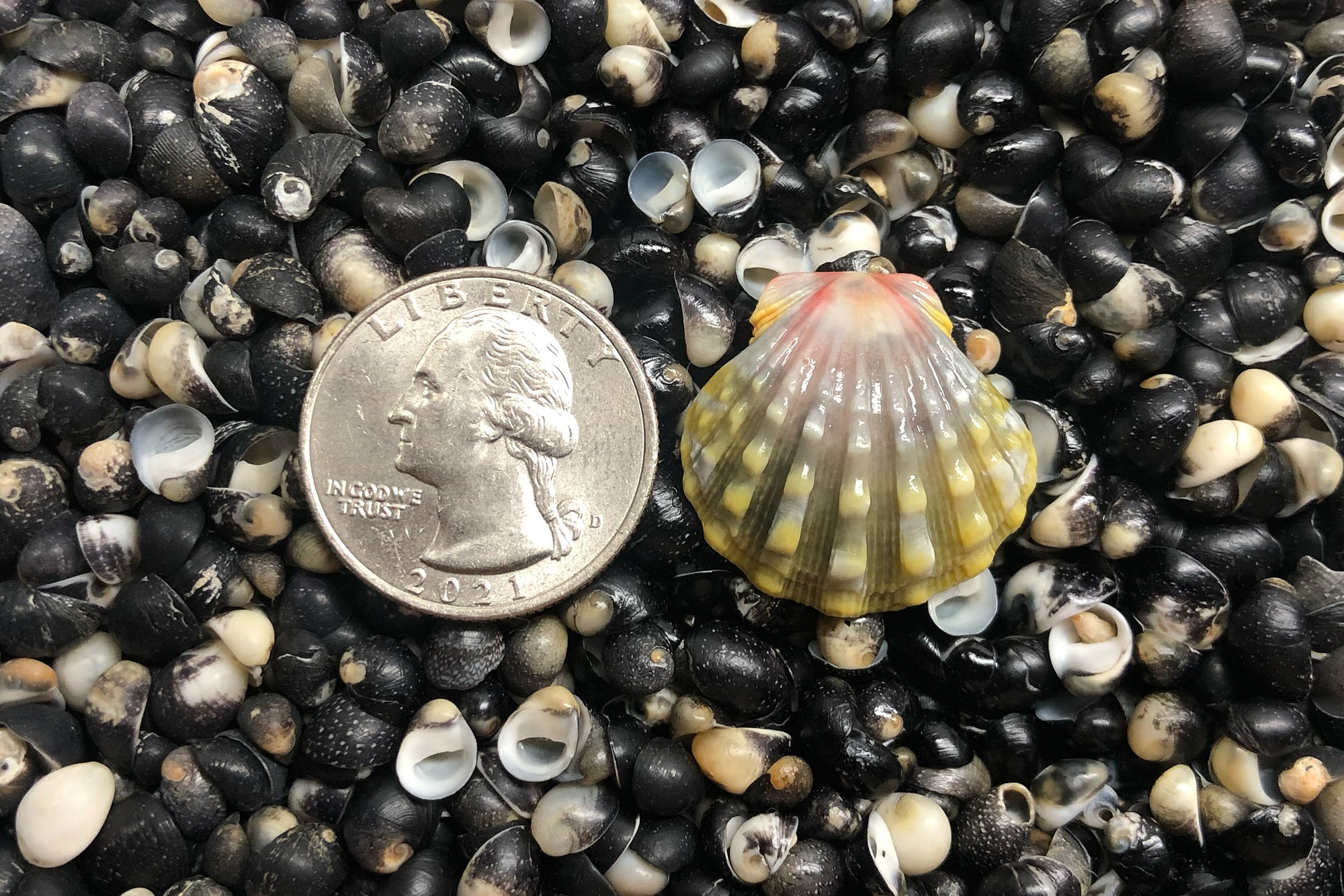 2377 Single Sunrise Shell