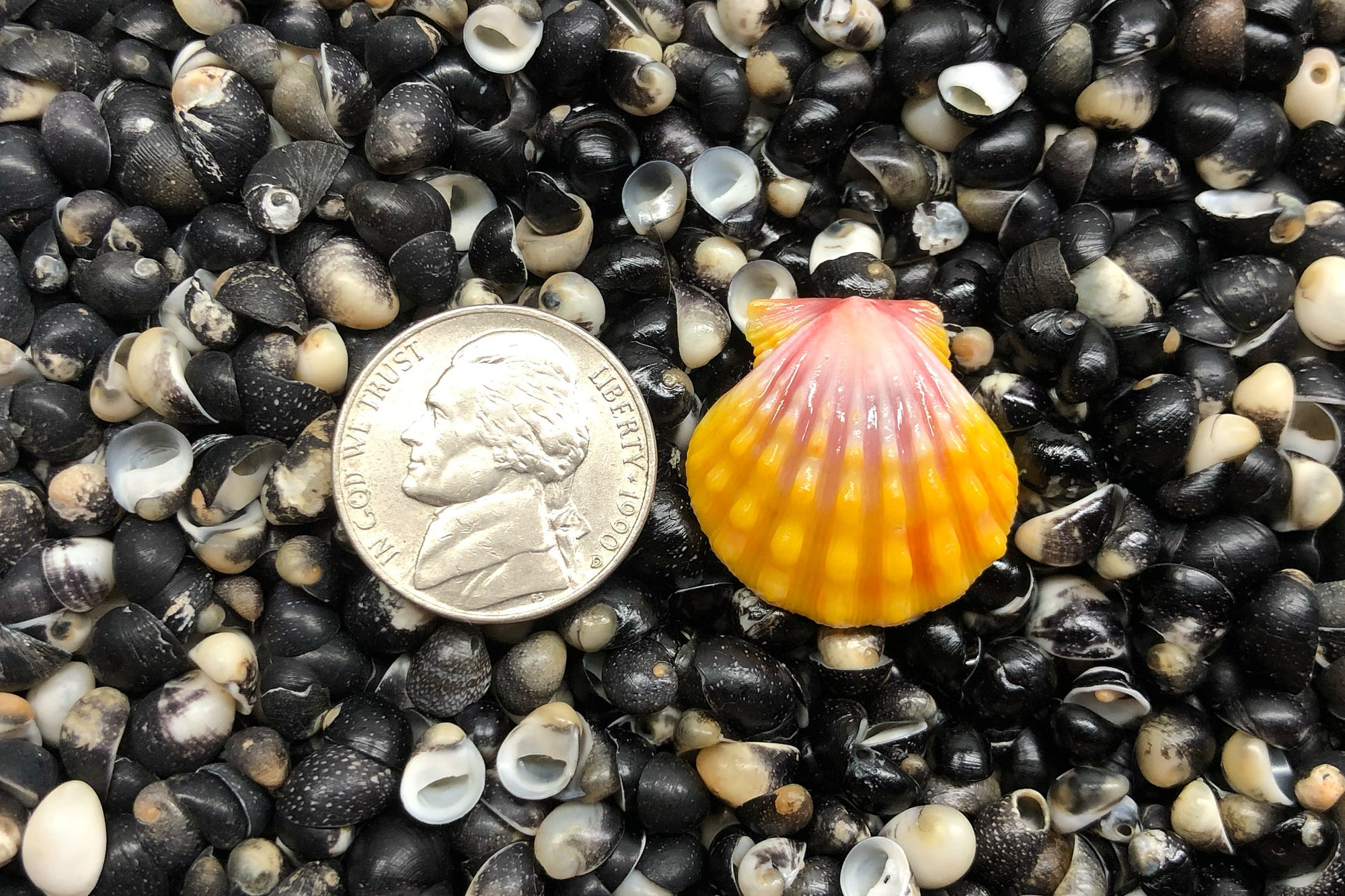 2475 Single Sunrise Shell