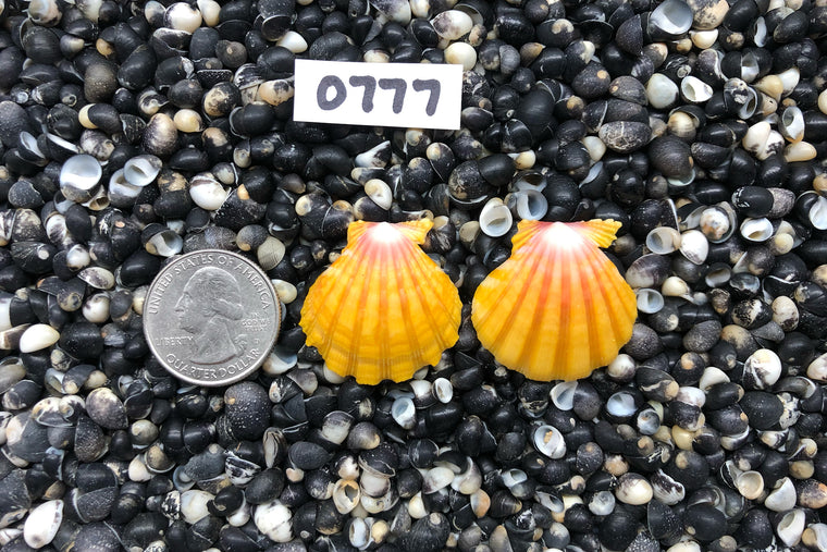 0777 Sunrise Shell Earrings