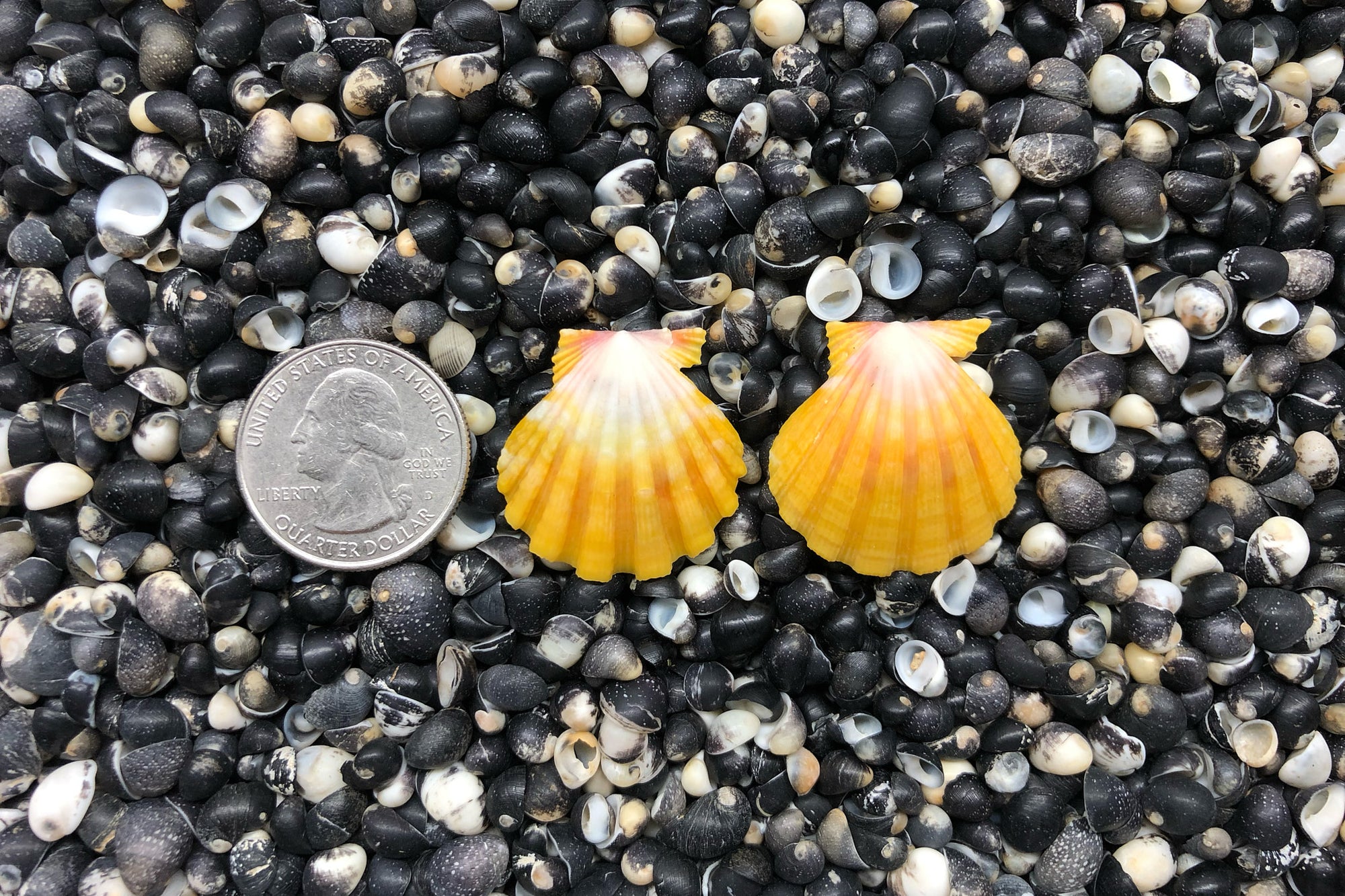 0778 Sunrise Shell Earrings