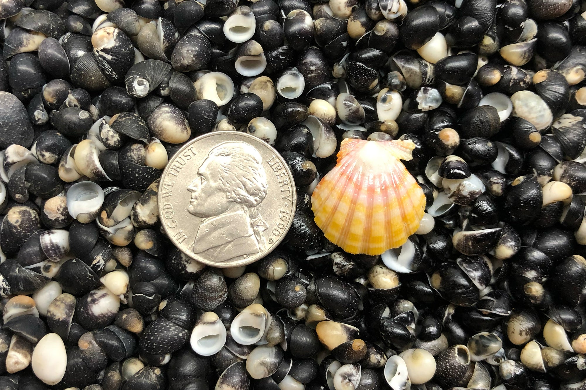 2553 Single Sunrise Shell