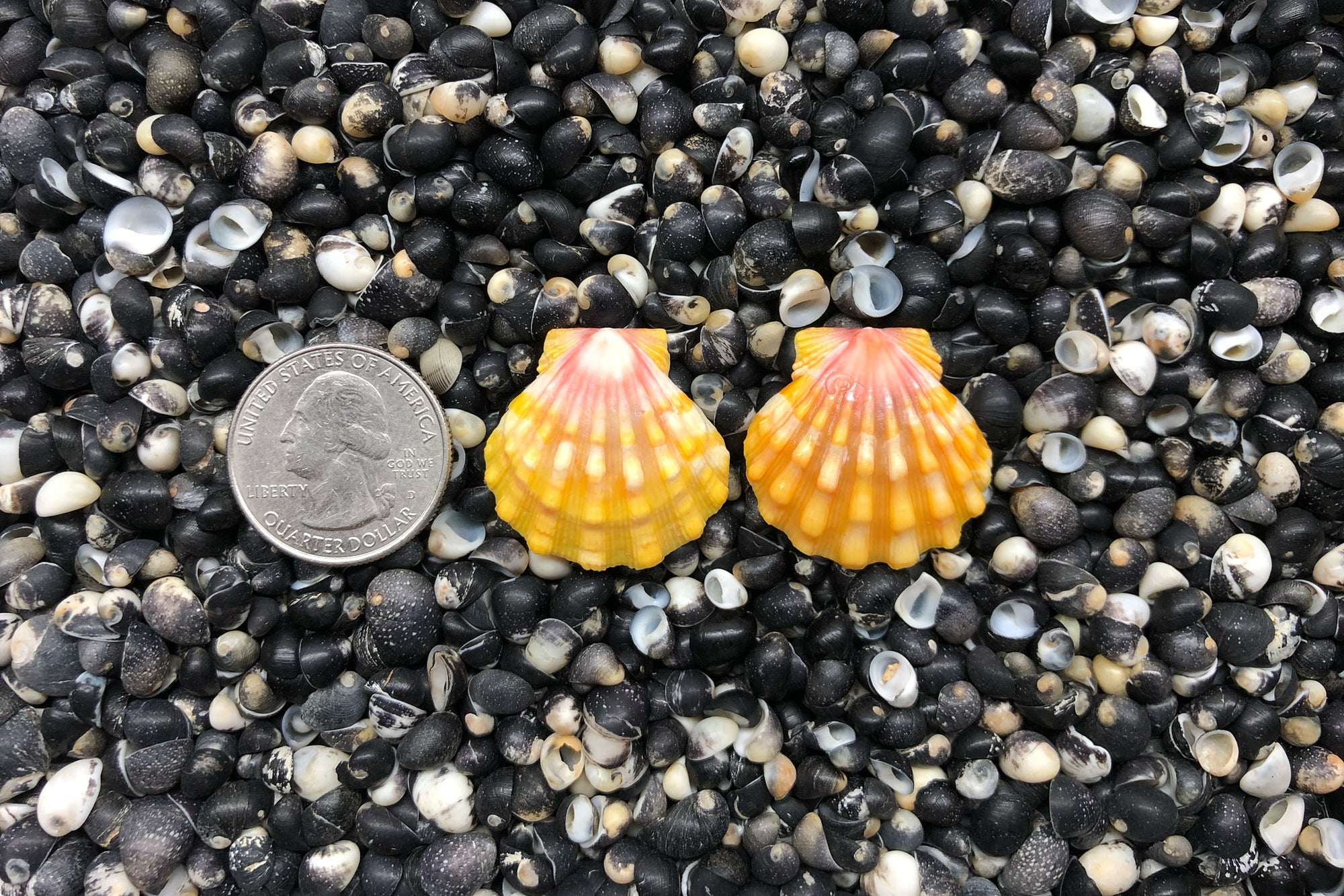 0781 Sunrise Shell Earrings