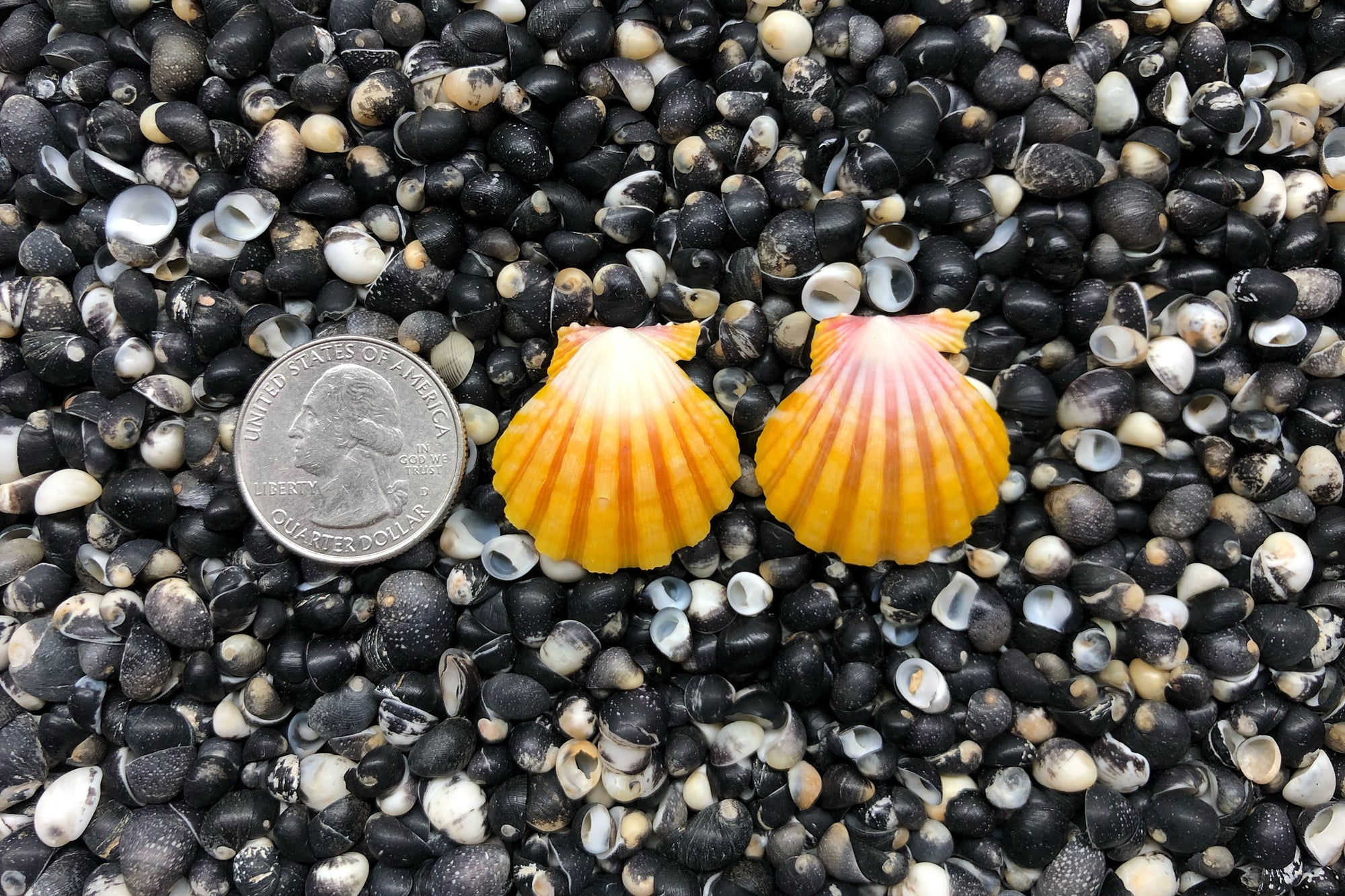 0785 Sunrise Shell Earrings