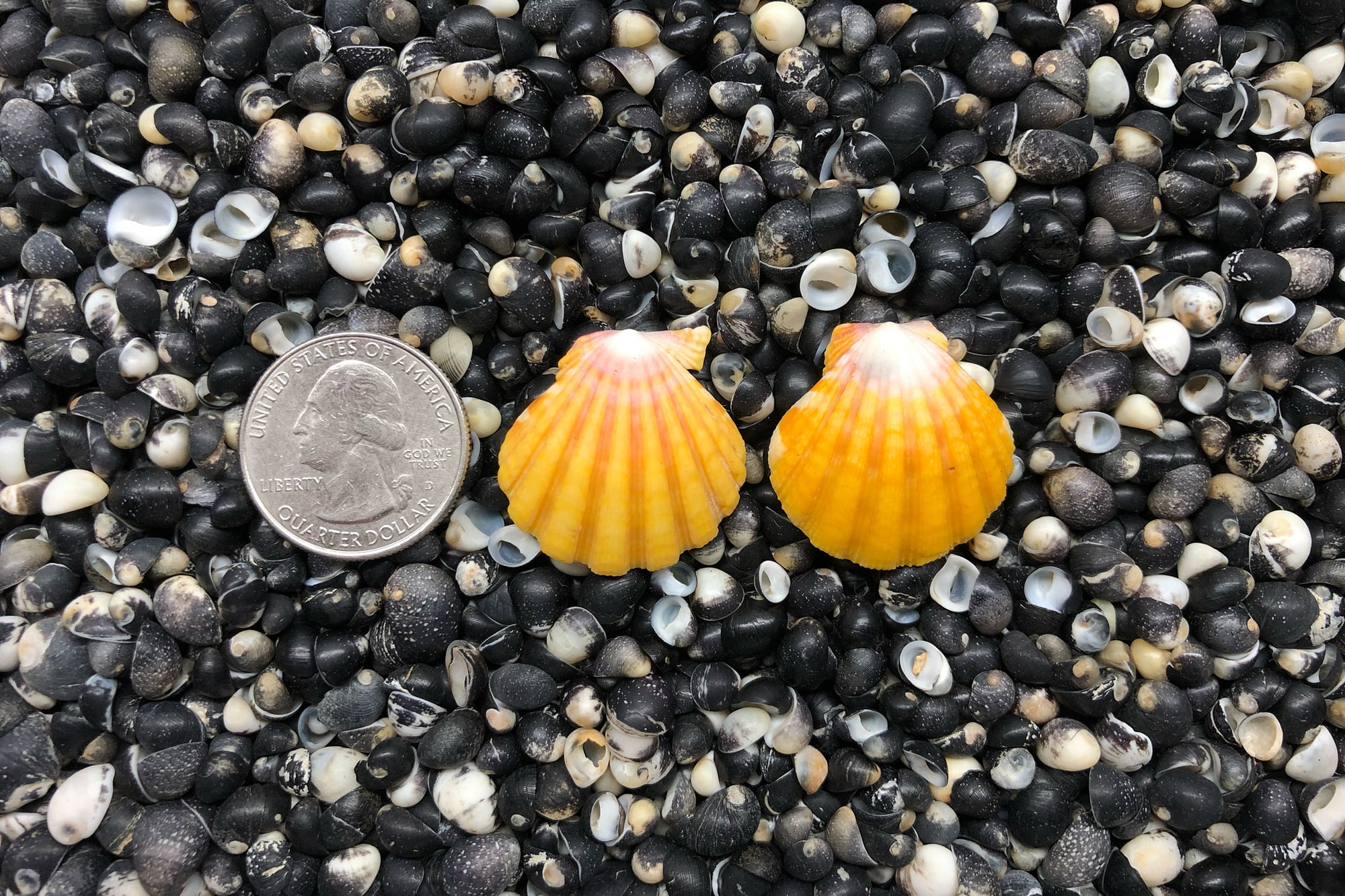 0786 Sunrise Shell Earrings