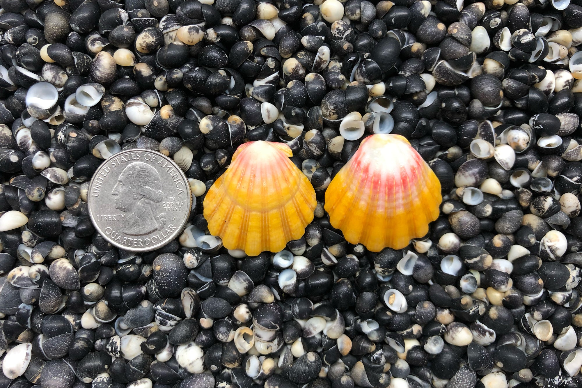 0787 Sunrise Shell Earrings