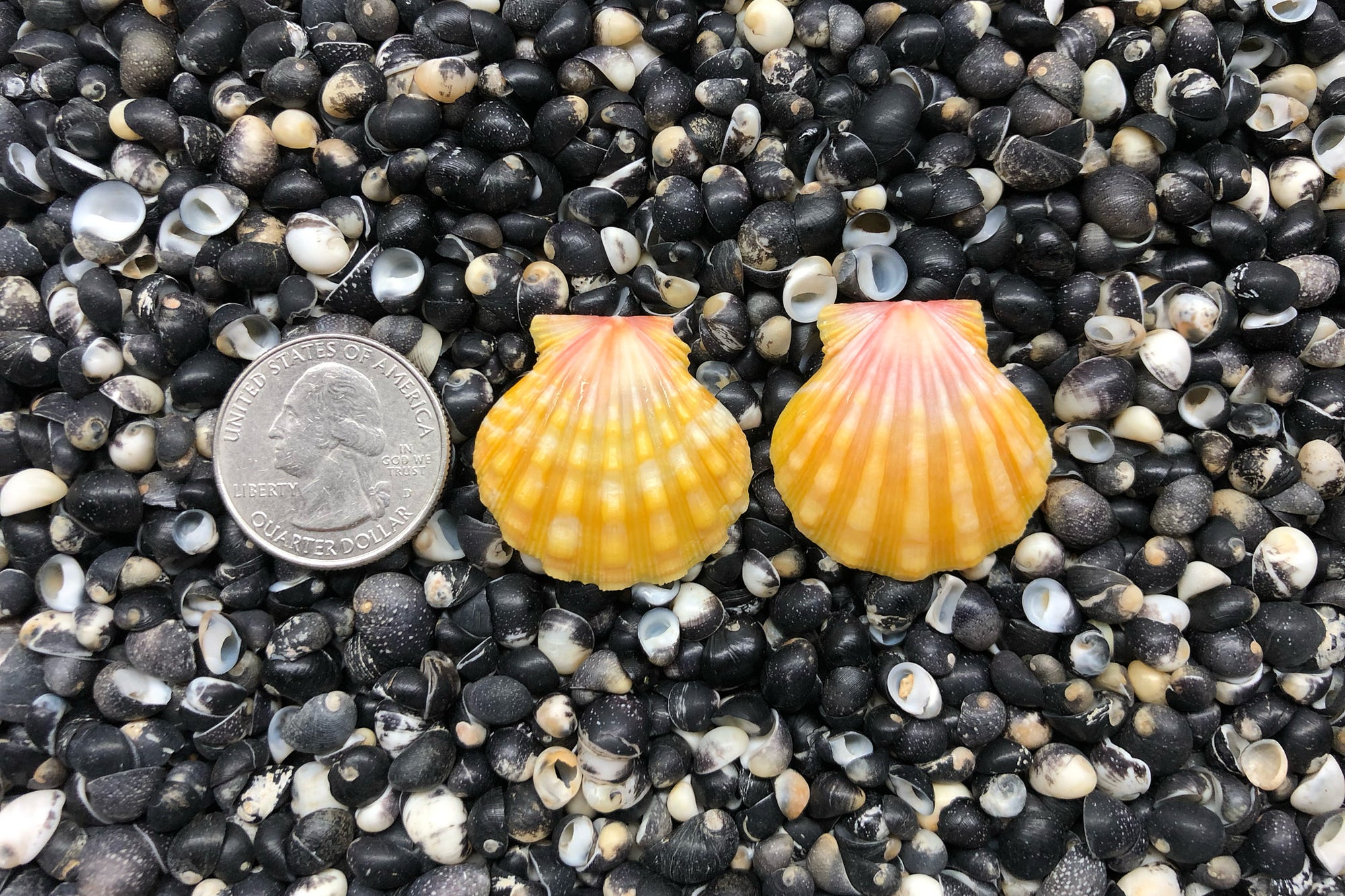 0789 Sunrise Shell Earrings