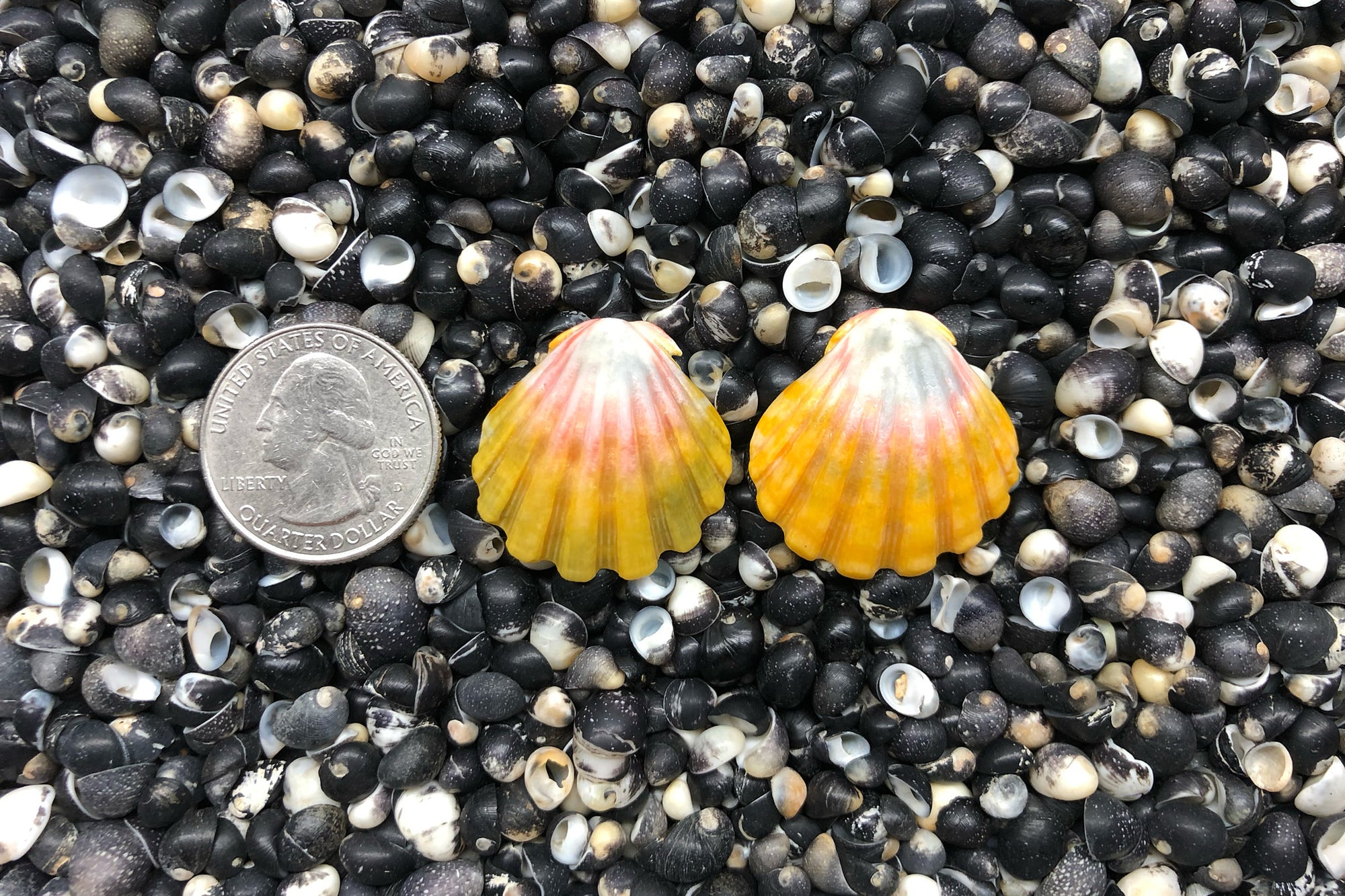 0791 Sunrise Shell earrings