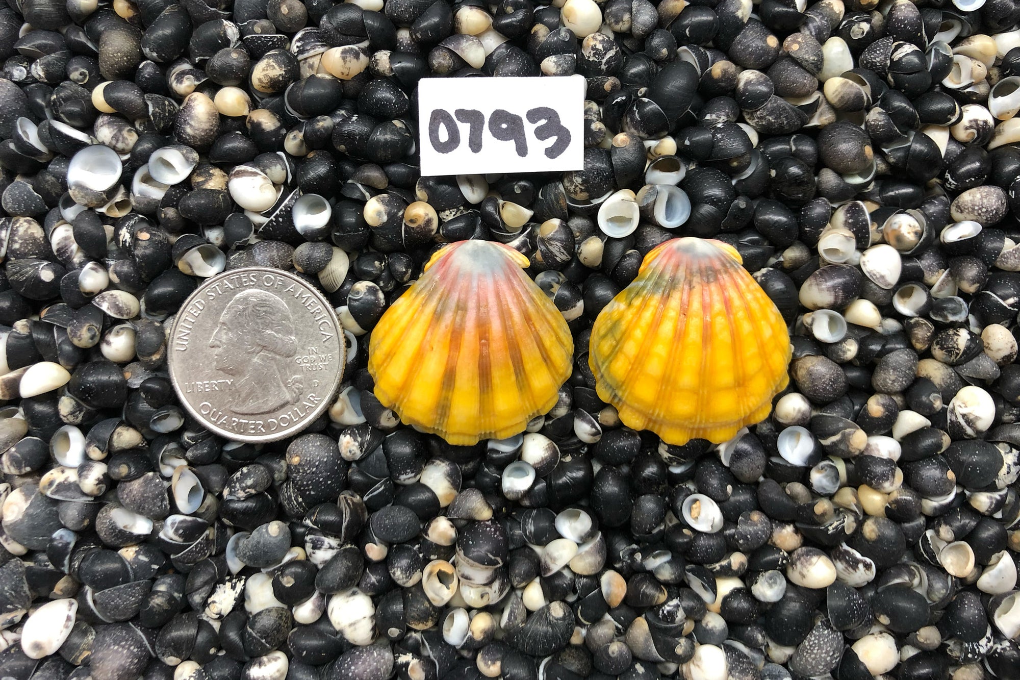 0793 Sunrise Shell Earrings