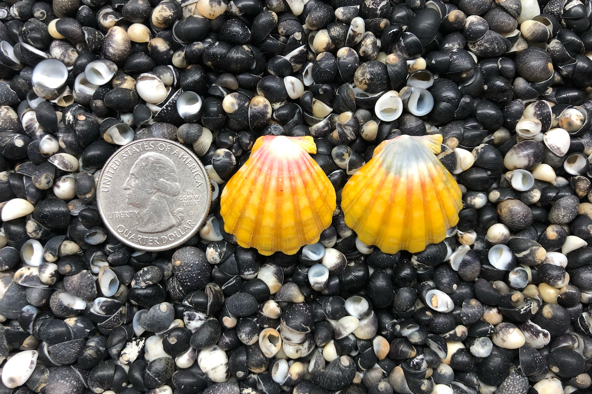 0794 Sunrise Shell earrings