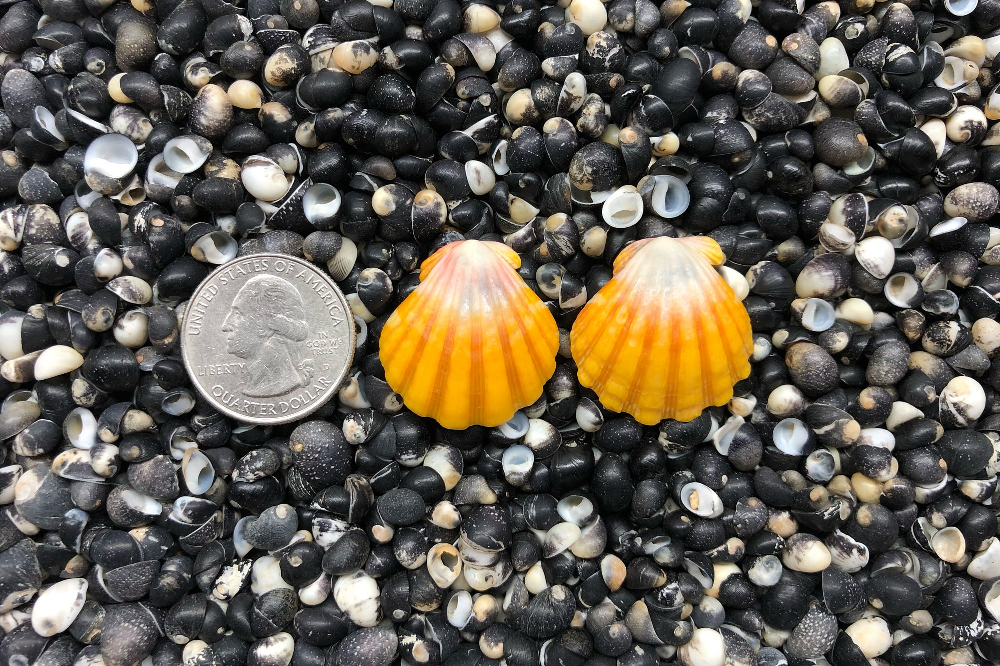 0795 Sunrise Shell Earrings