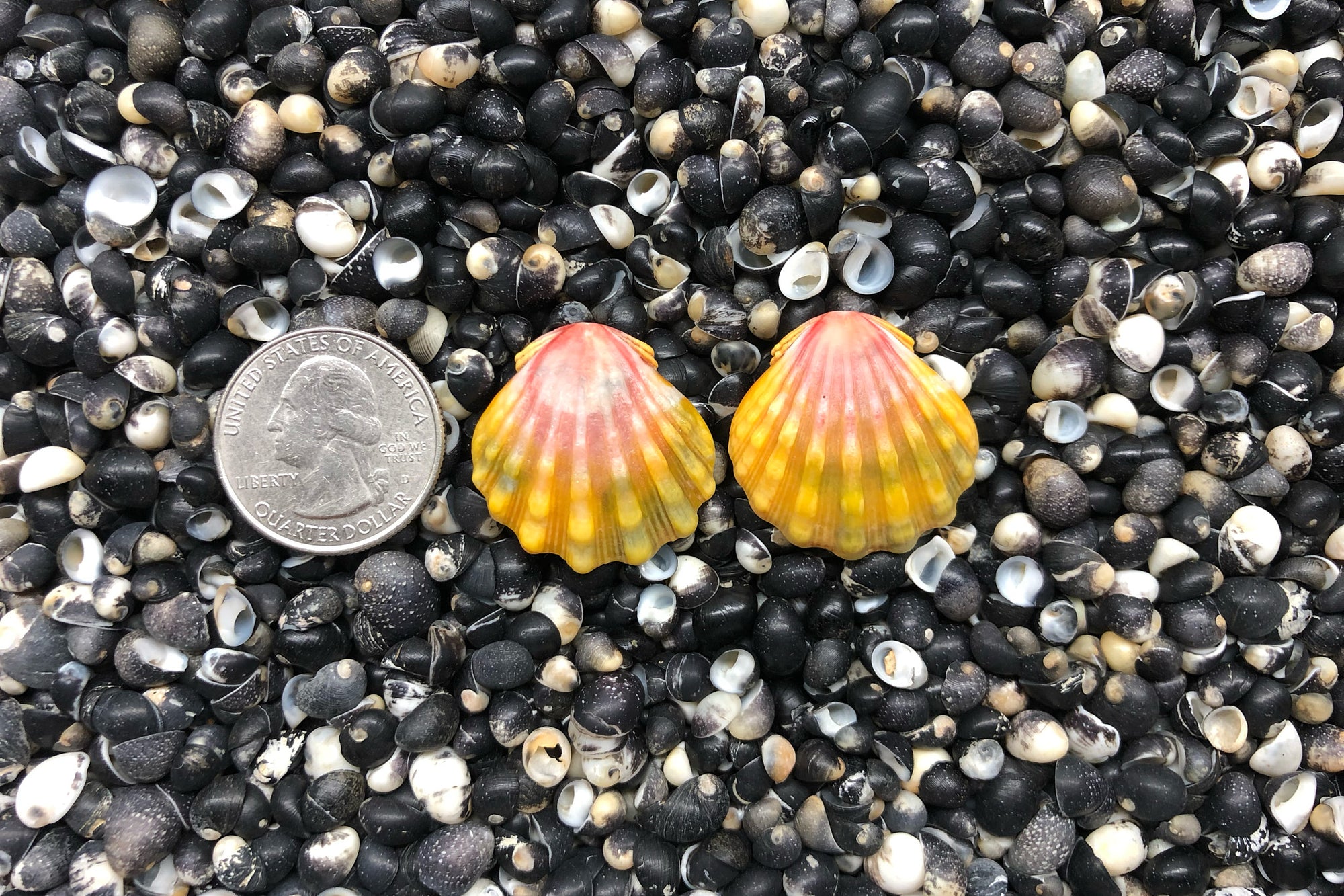 0799 Sunrise Shell Earrings
