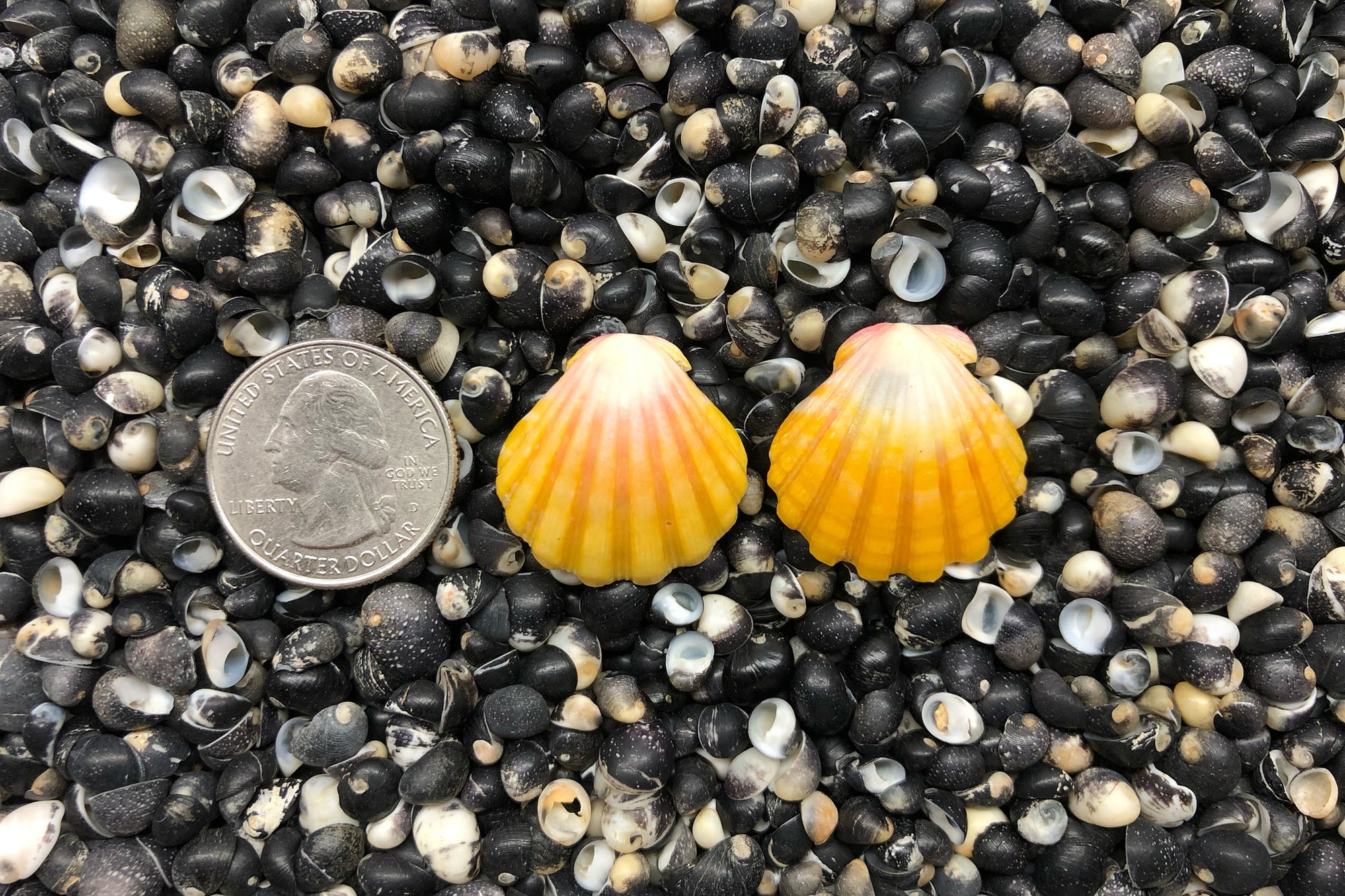 0803 Sunrise Shell Earrings