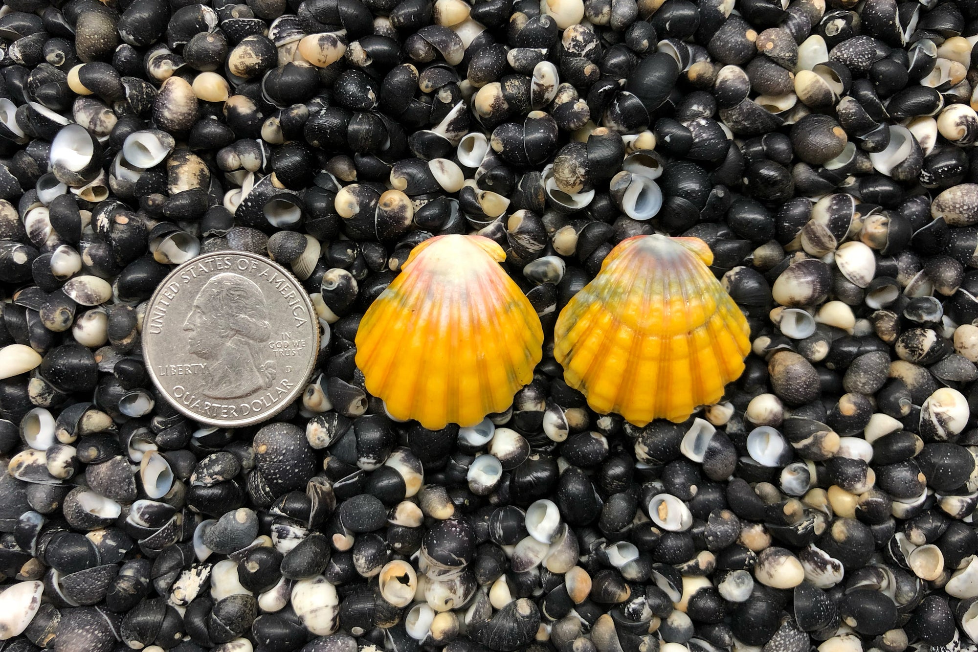 0804 Sunrise Shell Earrings