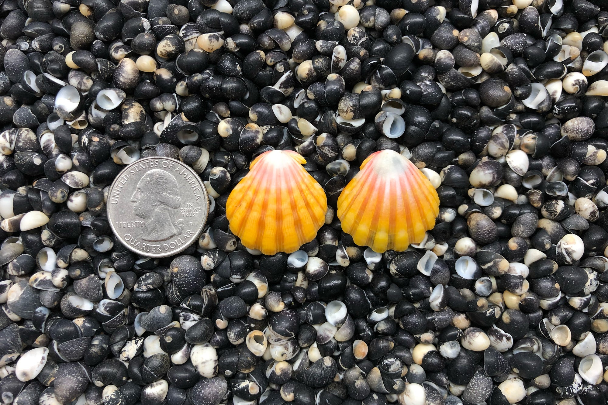 0805 Sunrise Shell Earrings