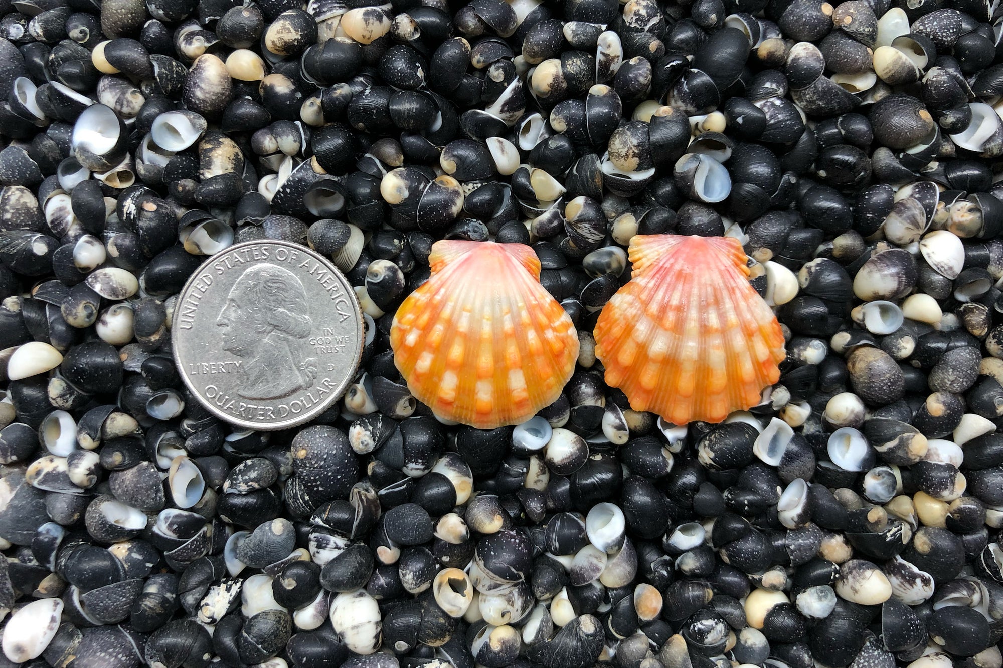 0806 Sunrise Shell Earrings