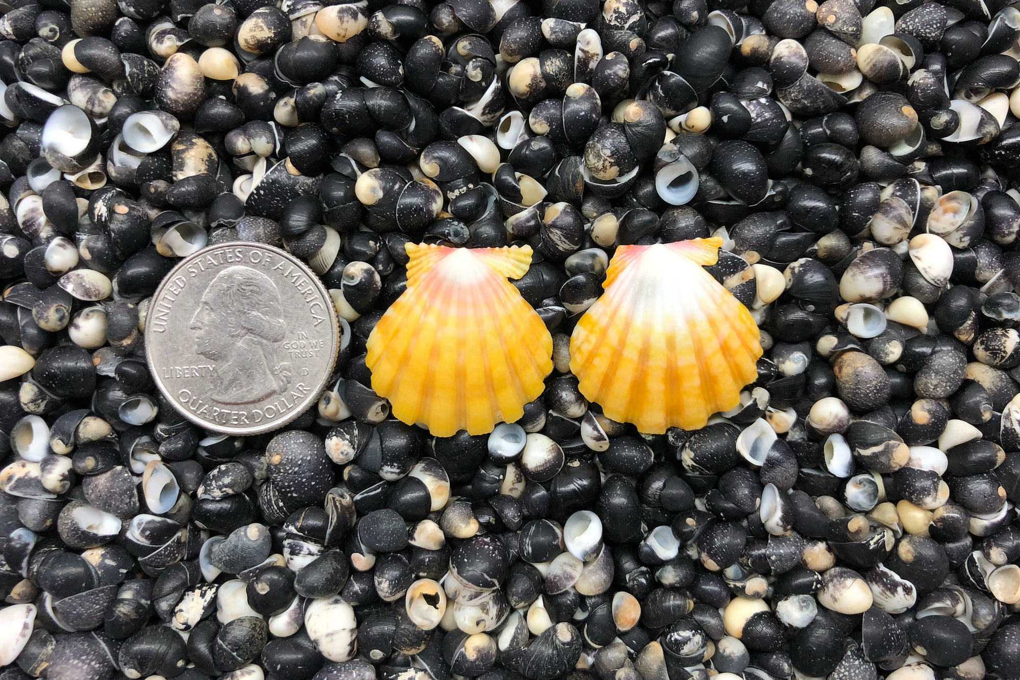 0810 Sunrise Shell Earrings