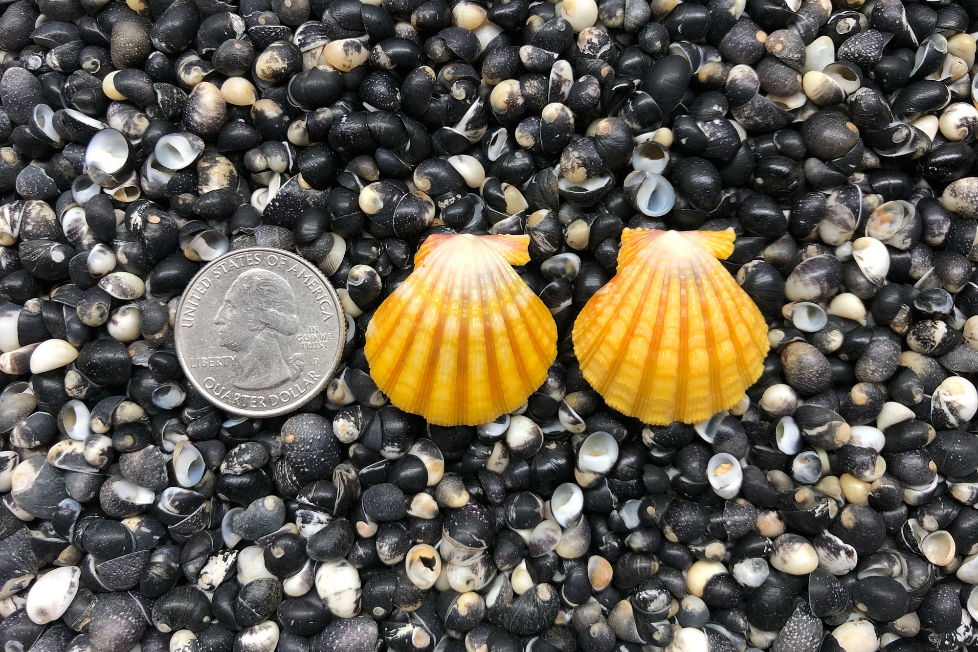 0811 Sunrise Shell Earrings