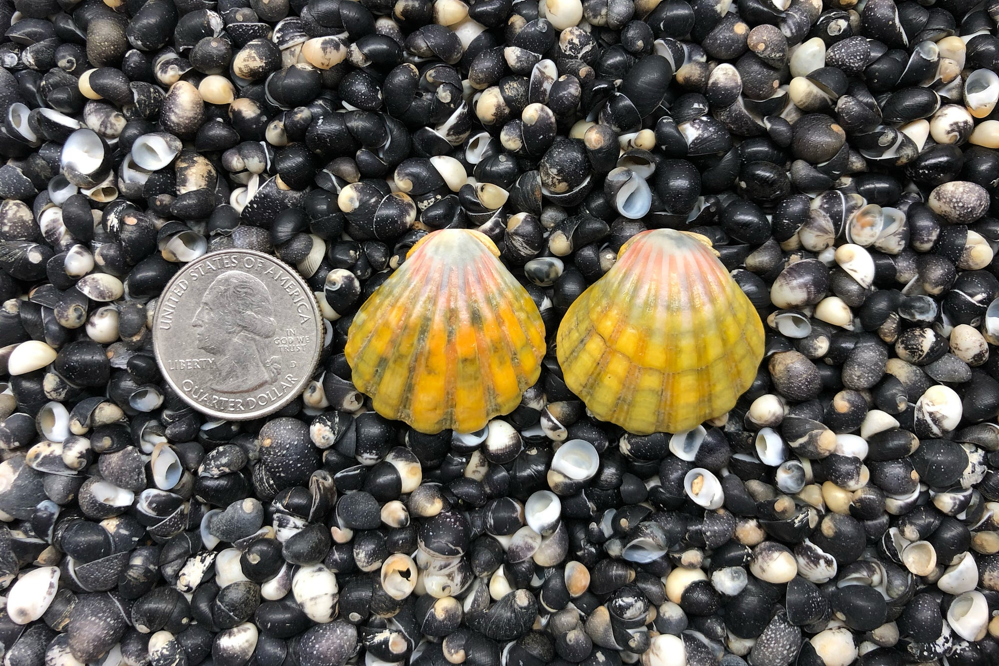 0815 Sunrise Shell Earrings