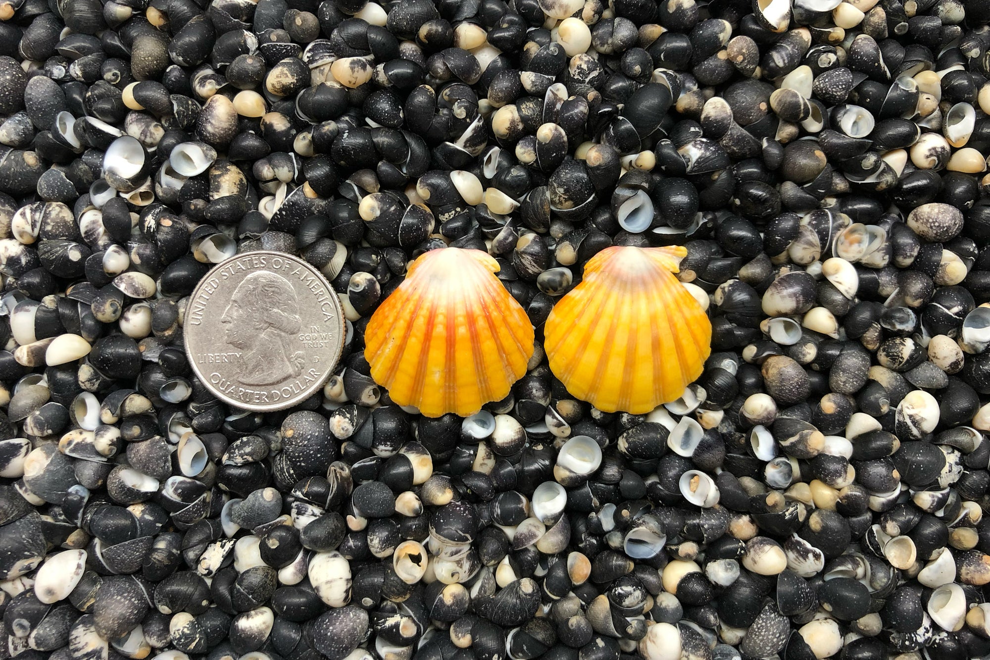 0816 Sunrise Shell Earrings