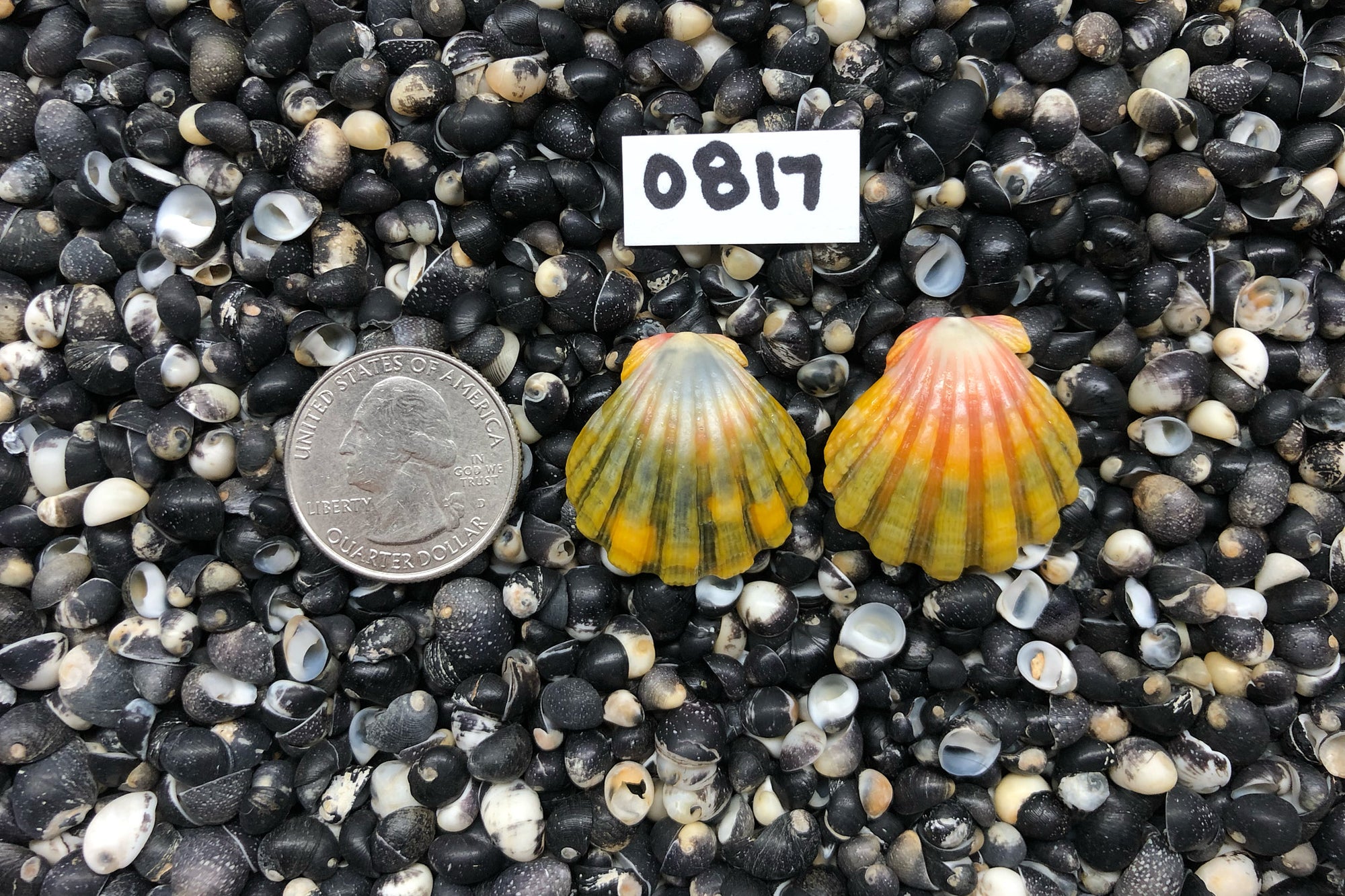 0817 Sunrise Shell Earrings