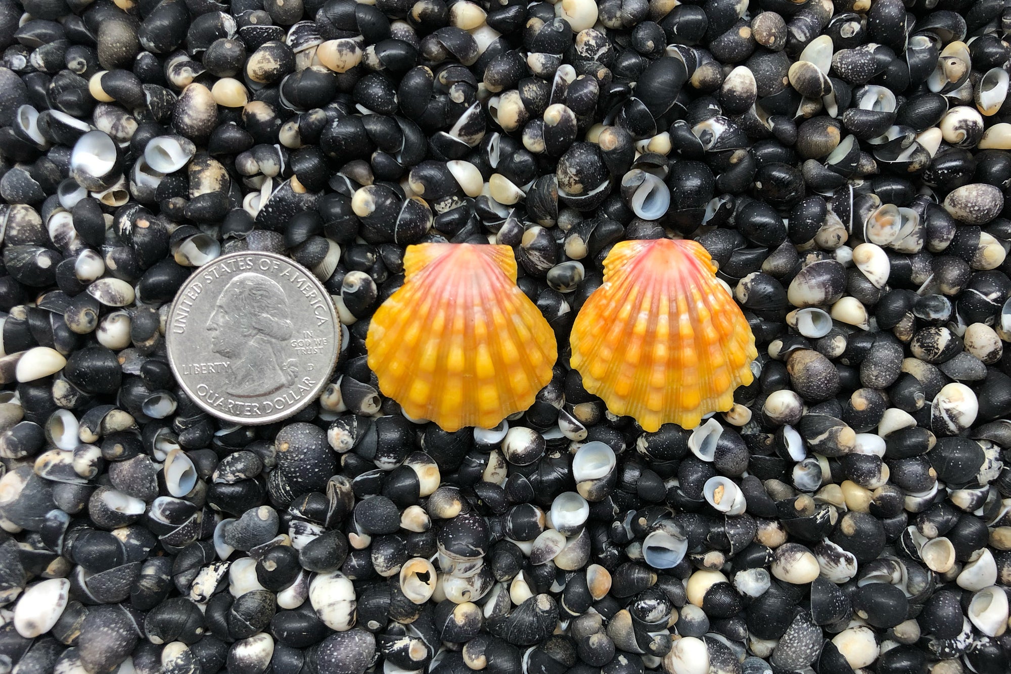 0818 Sunrise Shell Earrings