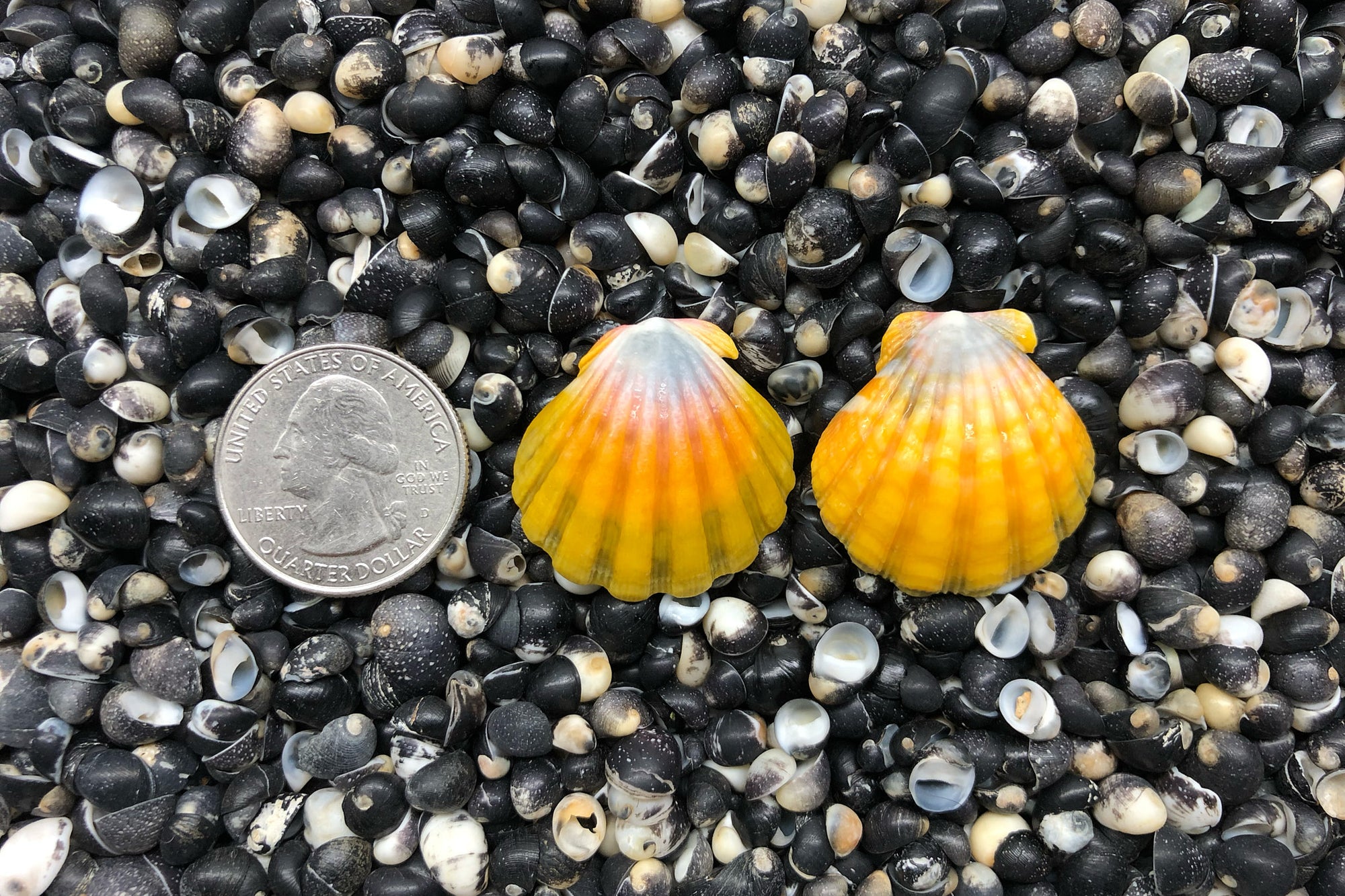 0819 Sunrise Shell Earrings