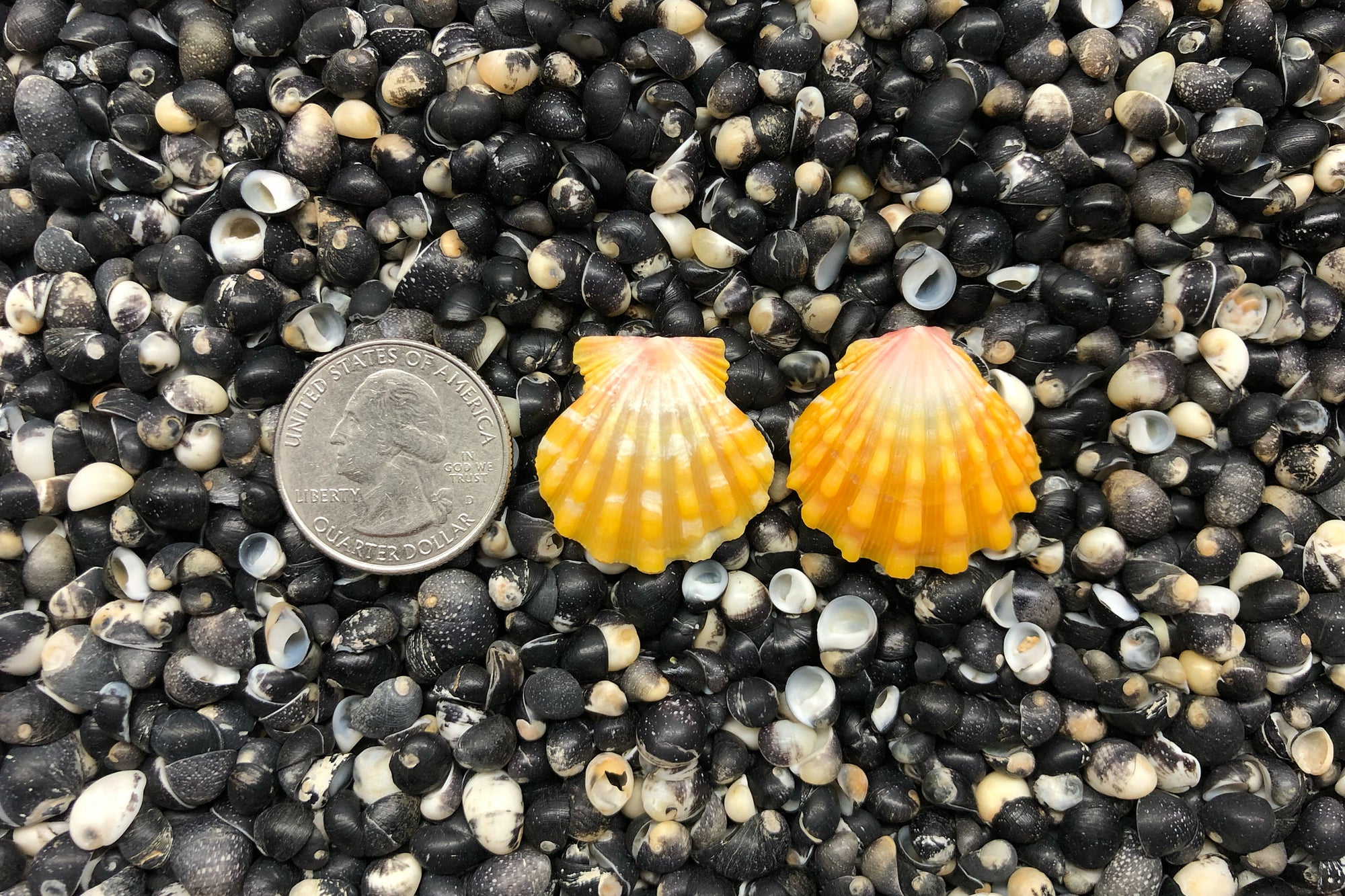 0822 Sunrise Shell Earrings