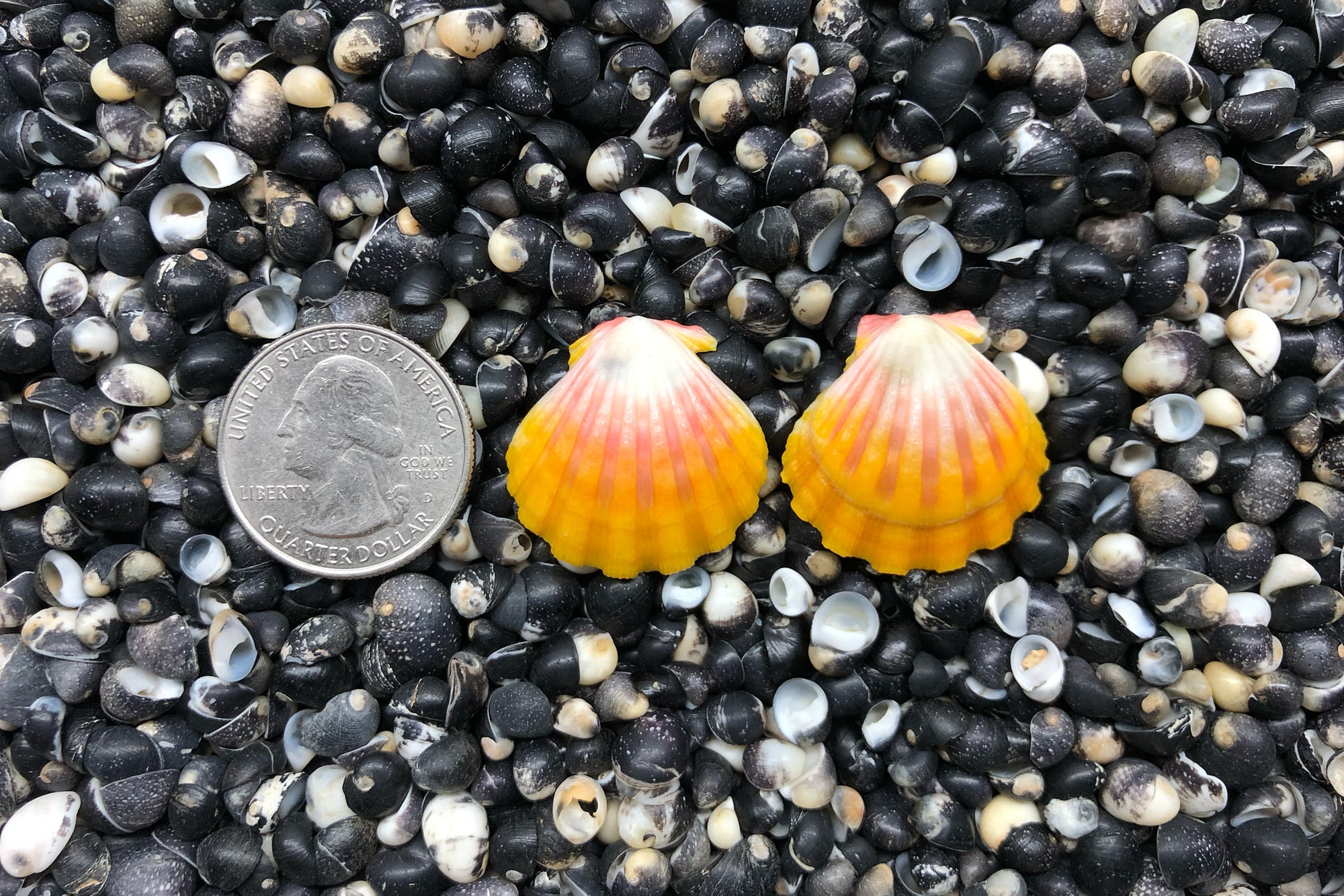 0824 Sunrise Shell Earrings