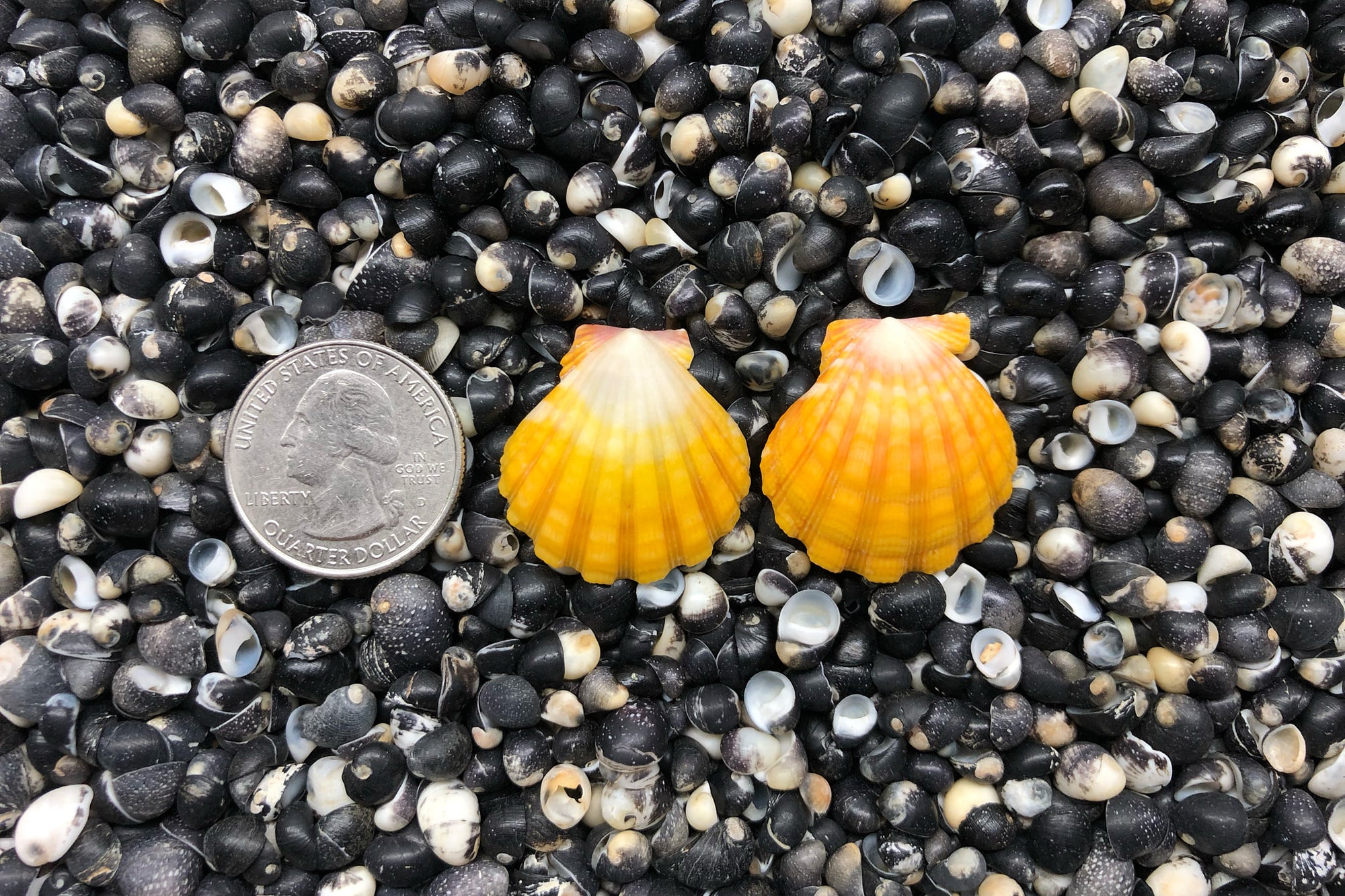 0826 Sunrise Shell Earrings