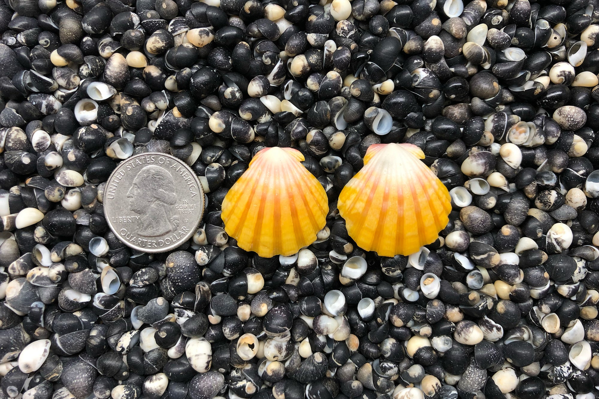 0827 Sunrise Shells Earrings