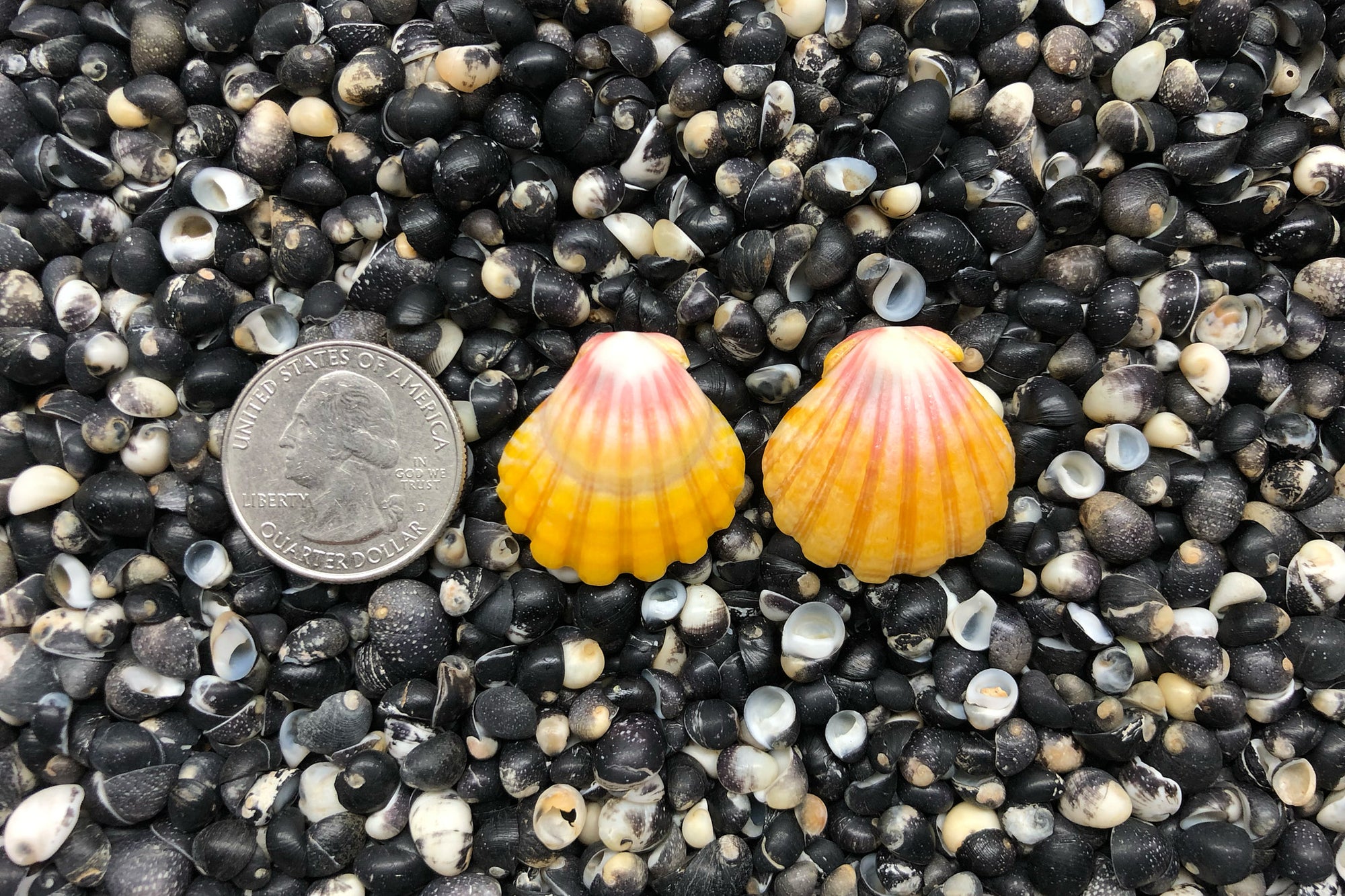 0830 Sunrise Shells Earrings