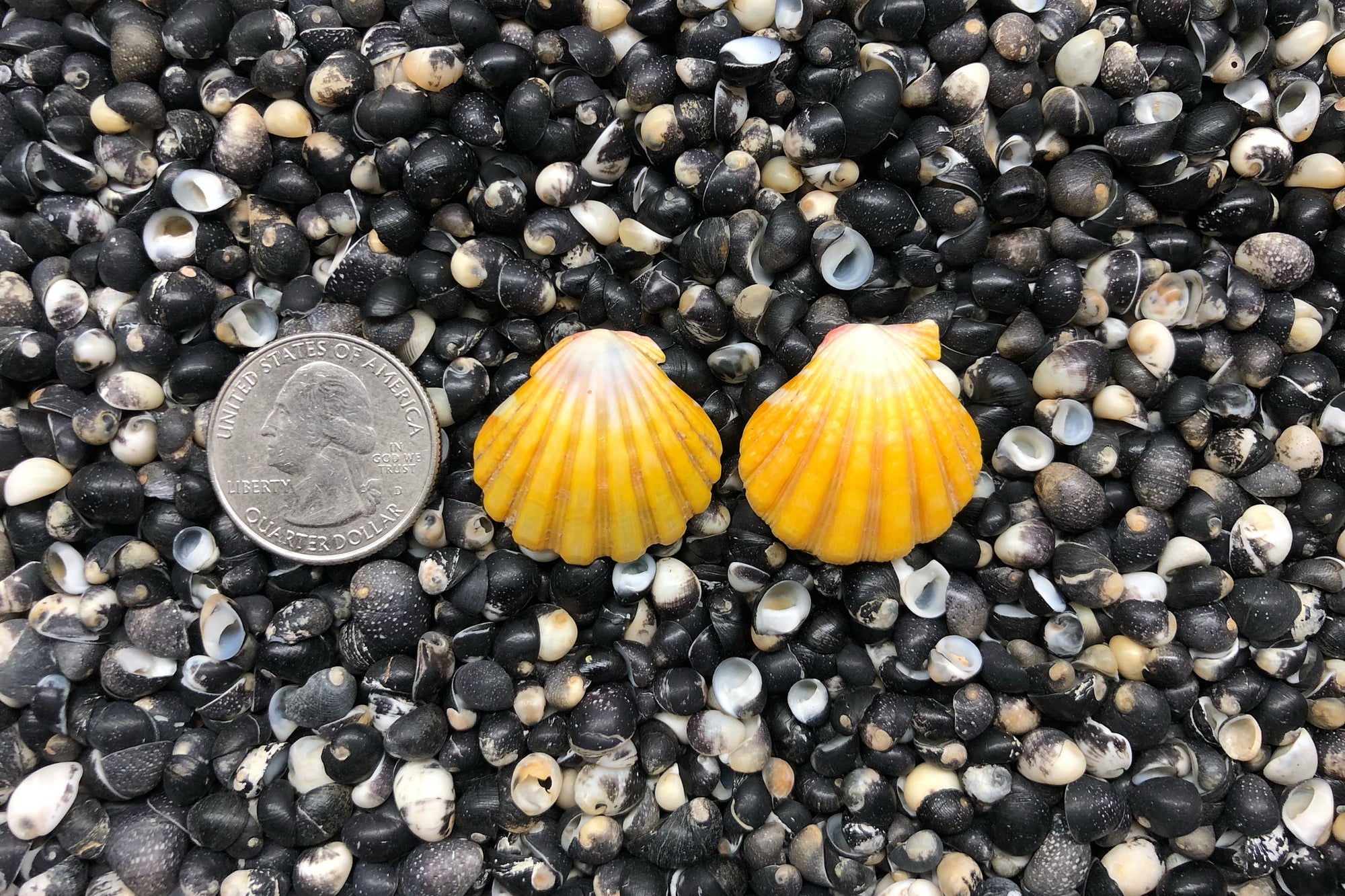 0831 Sunrise Shells Earrings