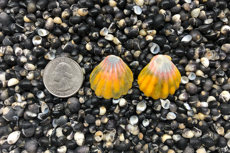 0832 Sunrise Shell Earrings