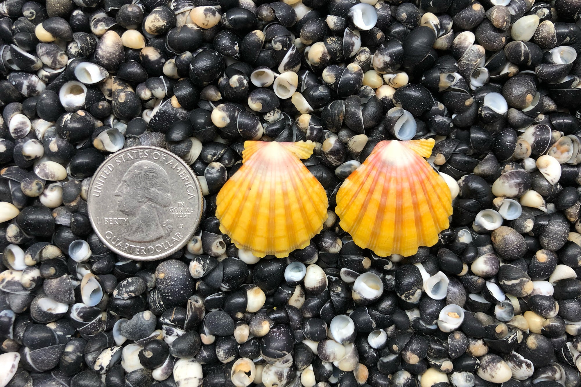 0834 Sunrise Shell Earrings